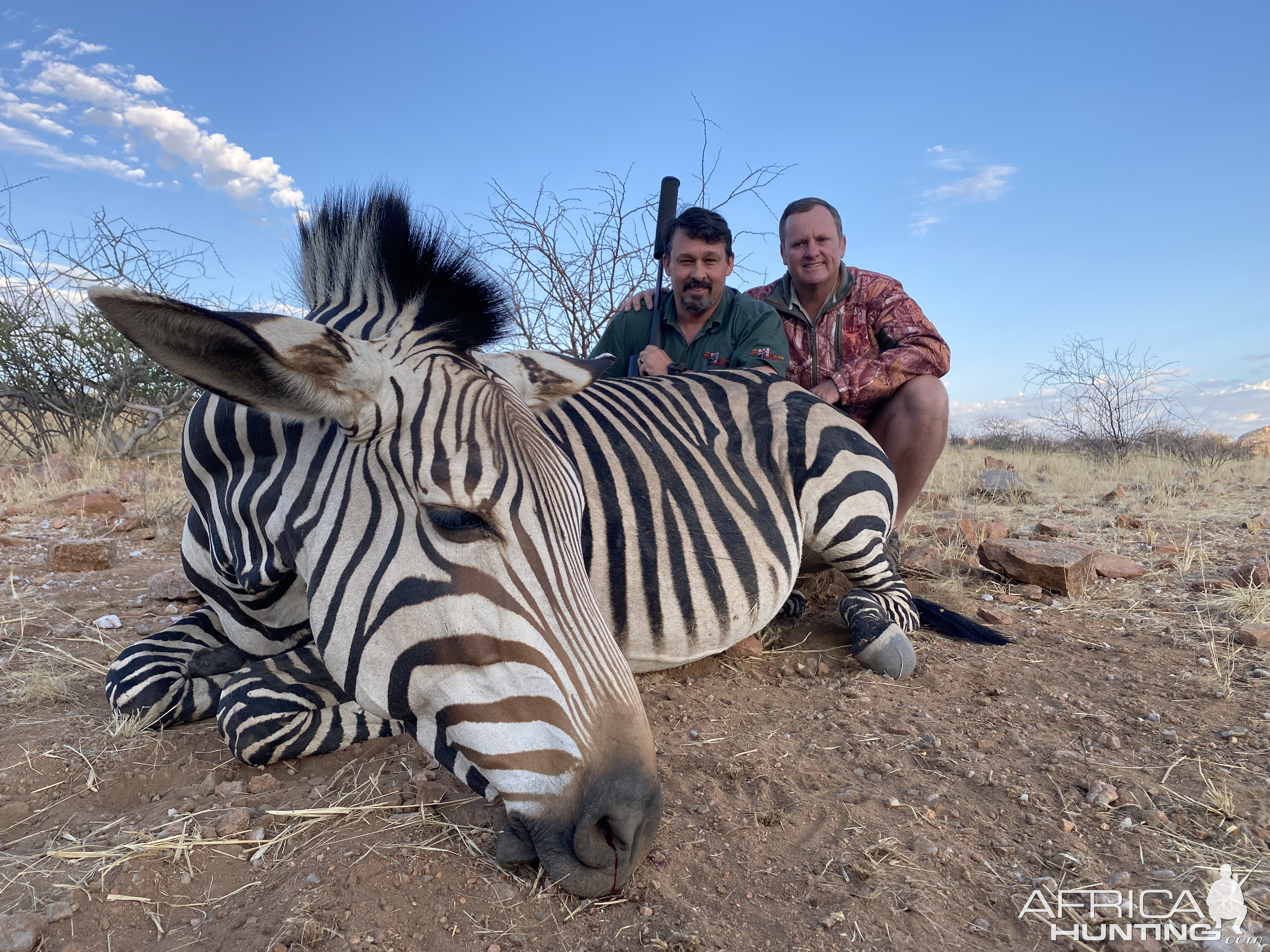 Hartman's Mountain Zebra Hunting Namibia