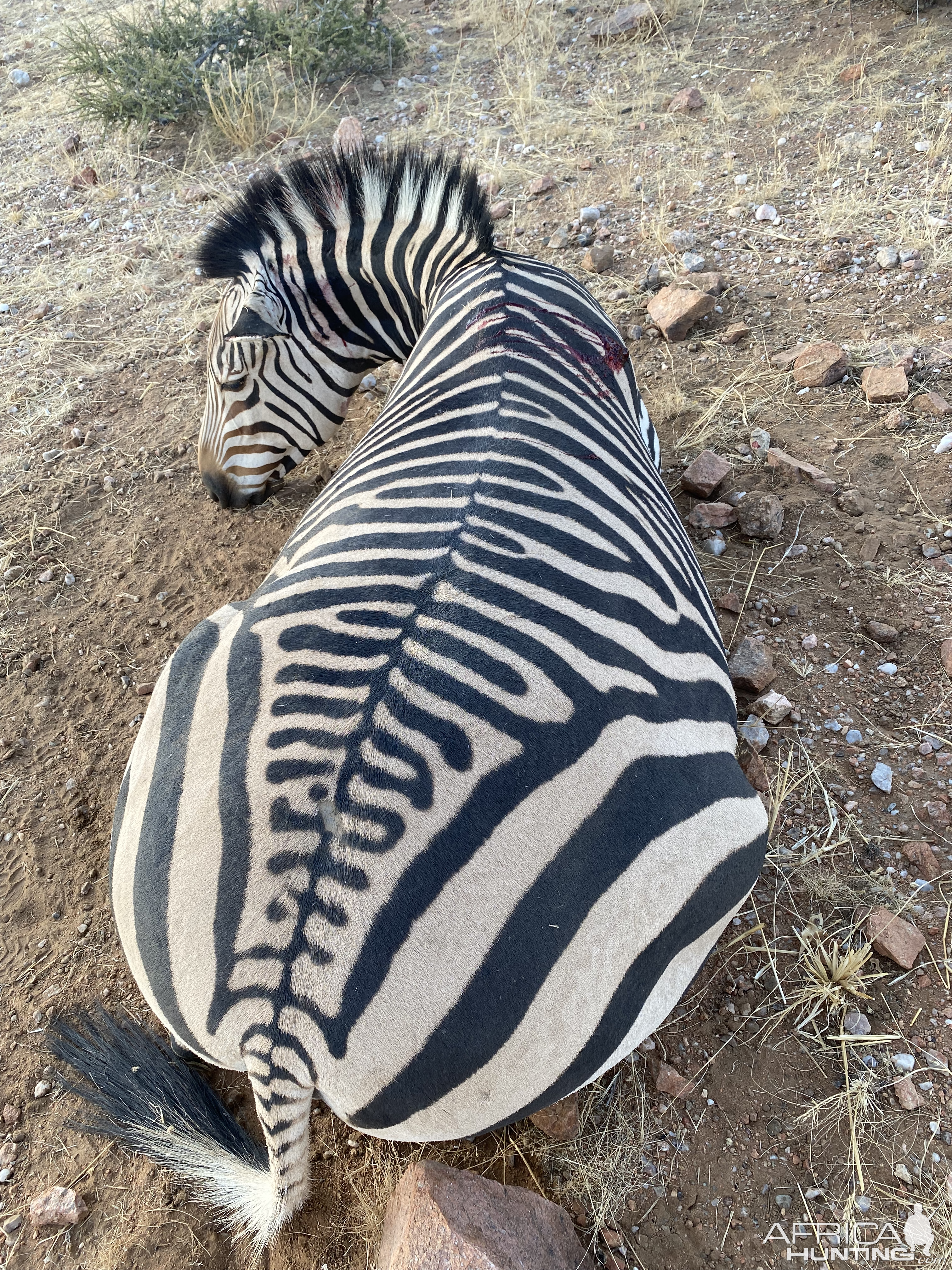 Hartman's Mountain Zebra Hunting Namibia