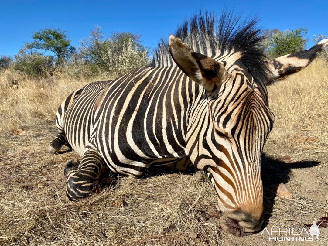 Hartman's Zebra Hunt Namibia