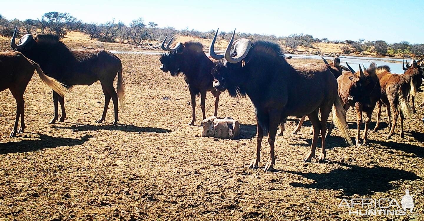 Heavy black wildebeest bull