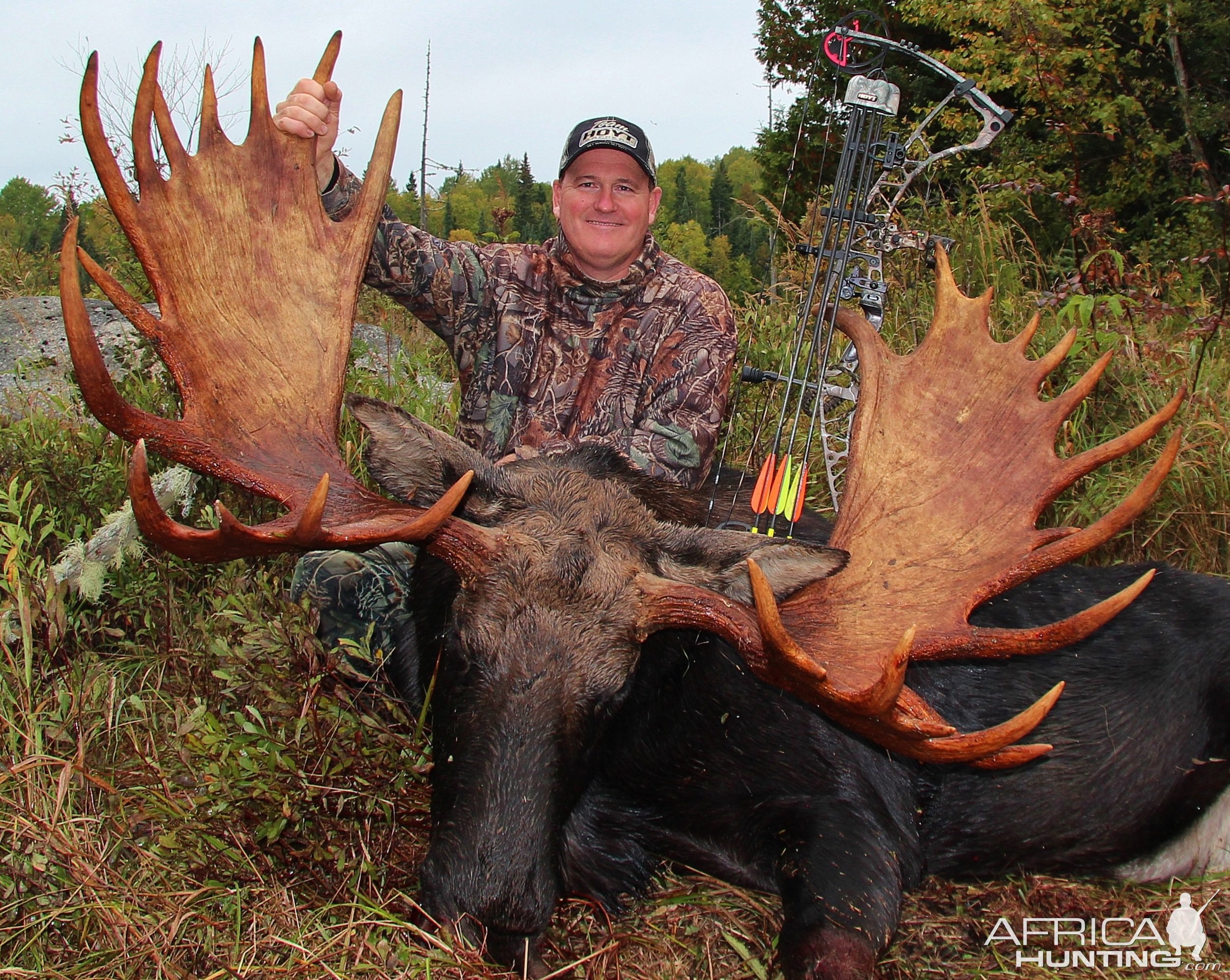 Hefty Canada Bull Moose