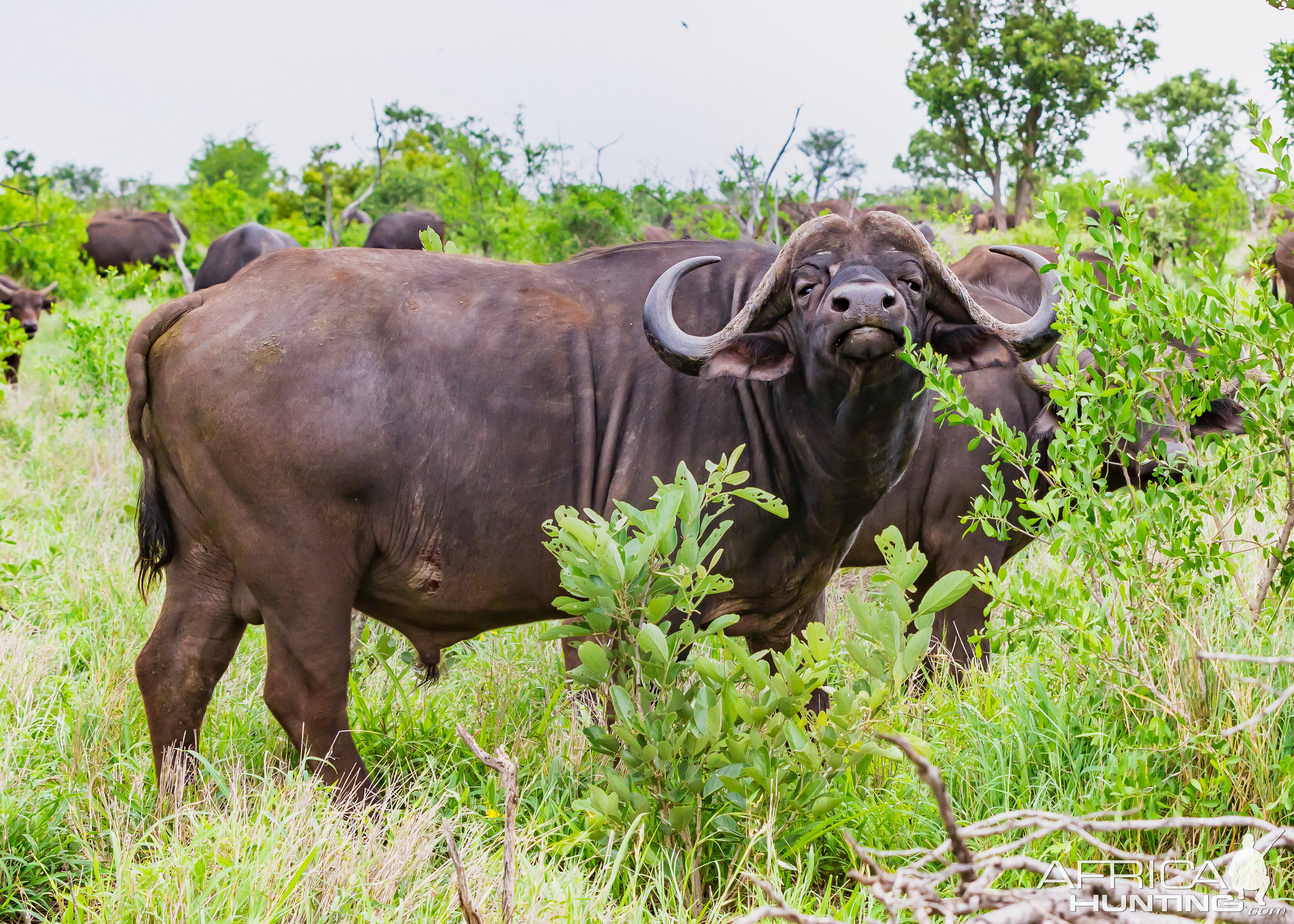 Herd Buffalo Bull