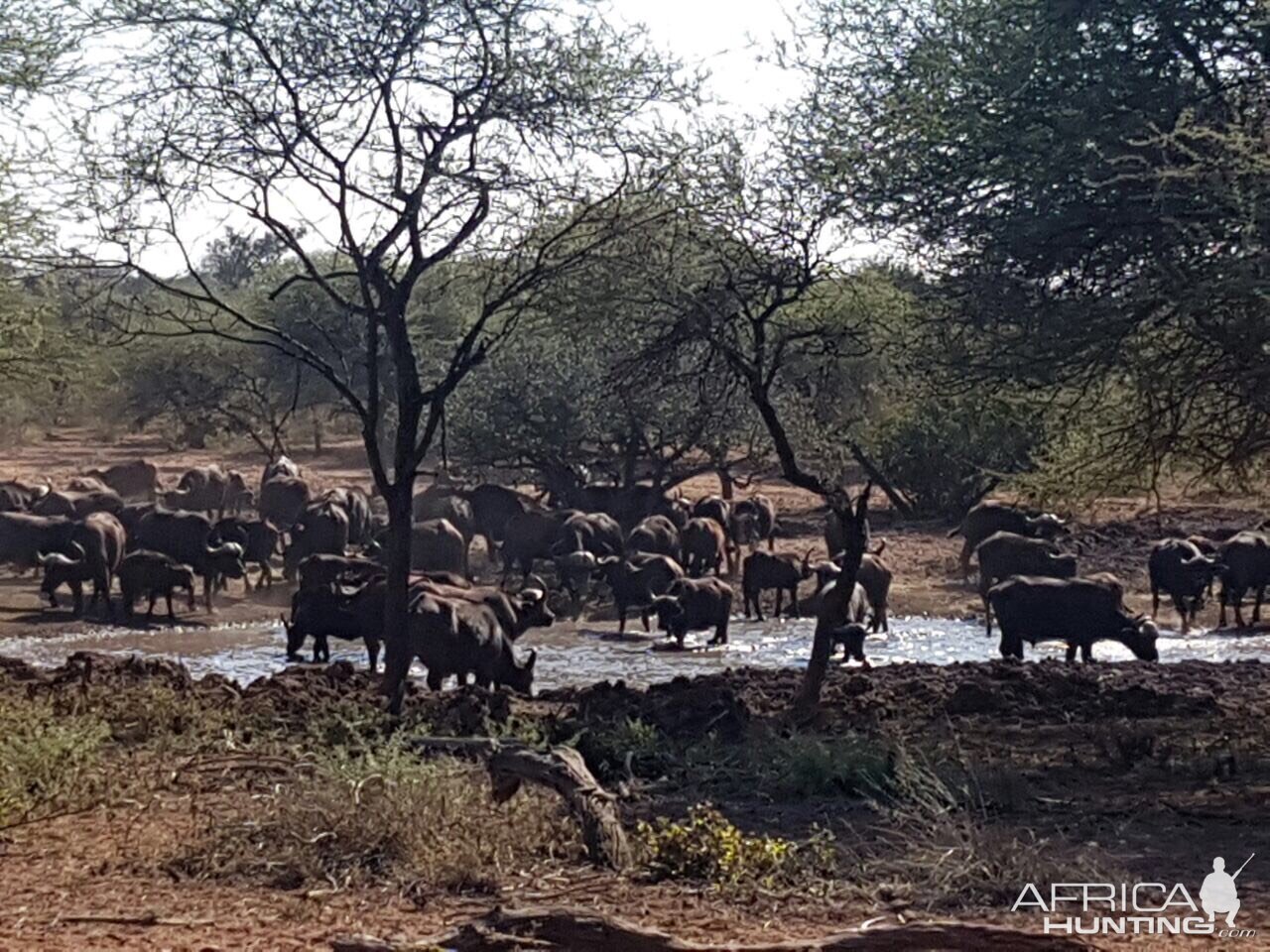 Herd of Cape Buffalo at the water