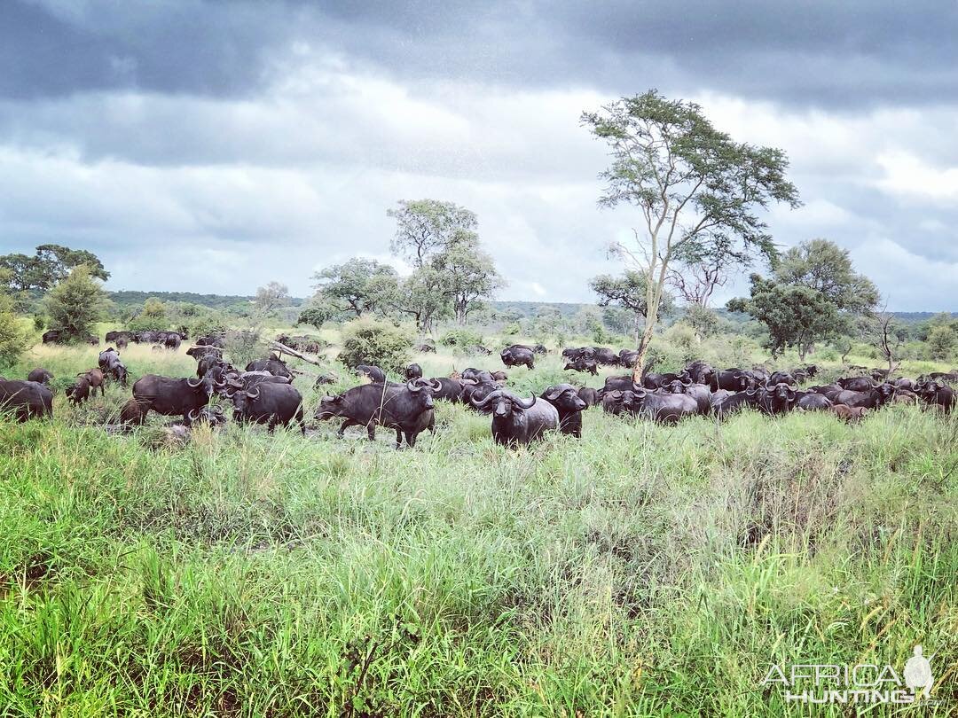 Herd of Cape Buffalo in Mozambique