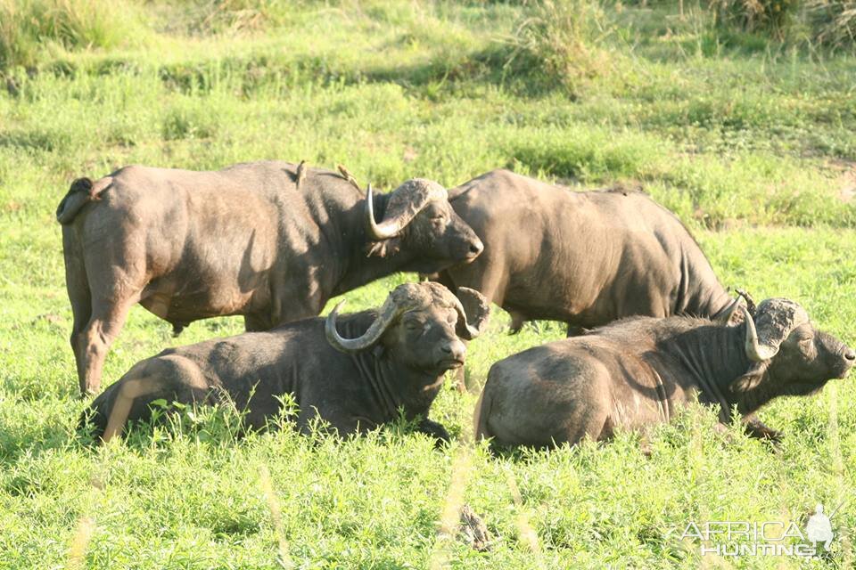 Herd of Cape Buffalo in Mozambique