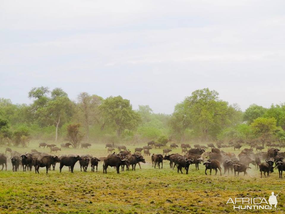 Herd of Cape Buffalo Namibia