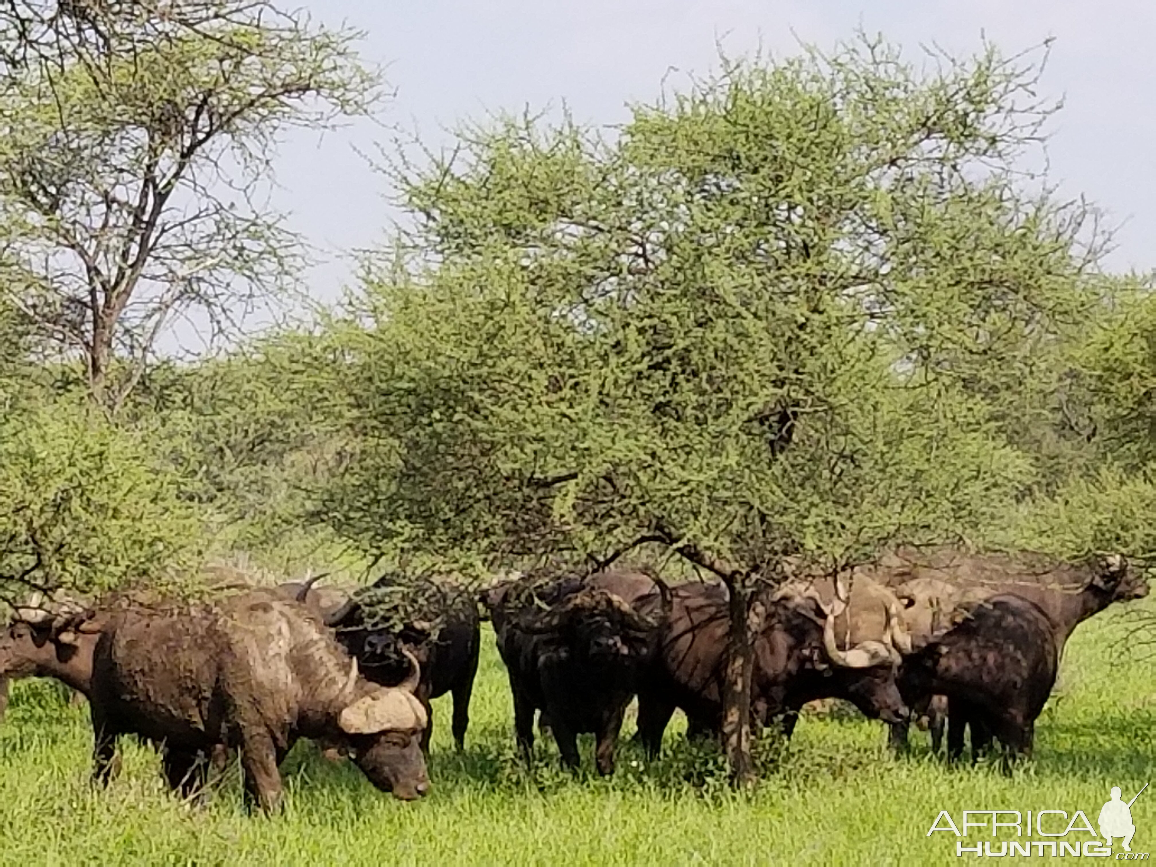 Herd of Cape Buffalo South Africa