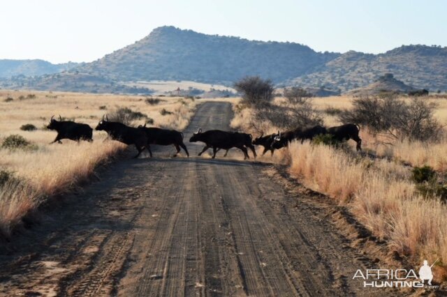 Herd of Cape Buffalo South Africa