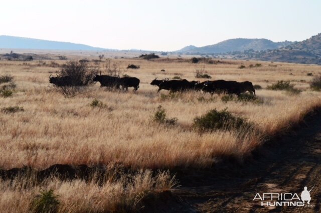 Herd of Cape Buffalo South Africa