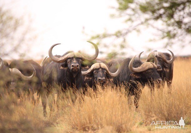 Herd of Cape Buffalo South Africa