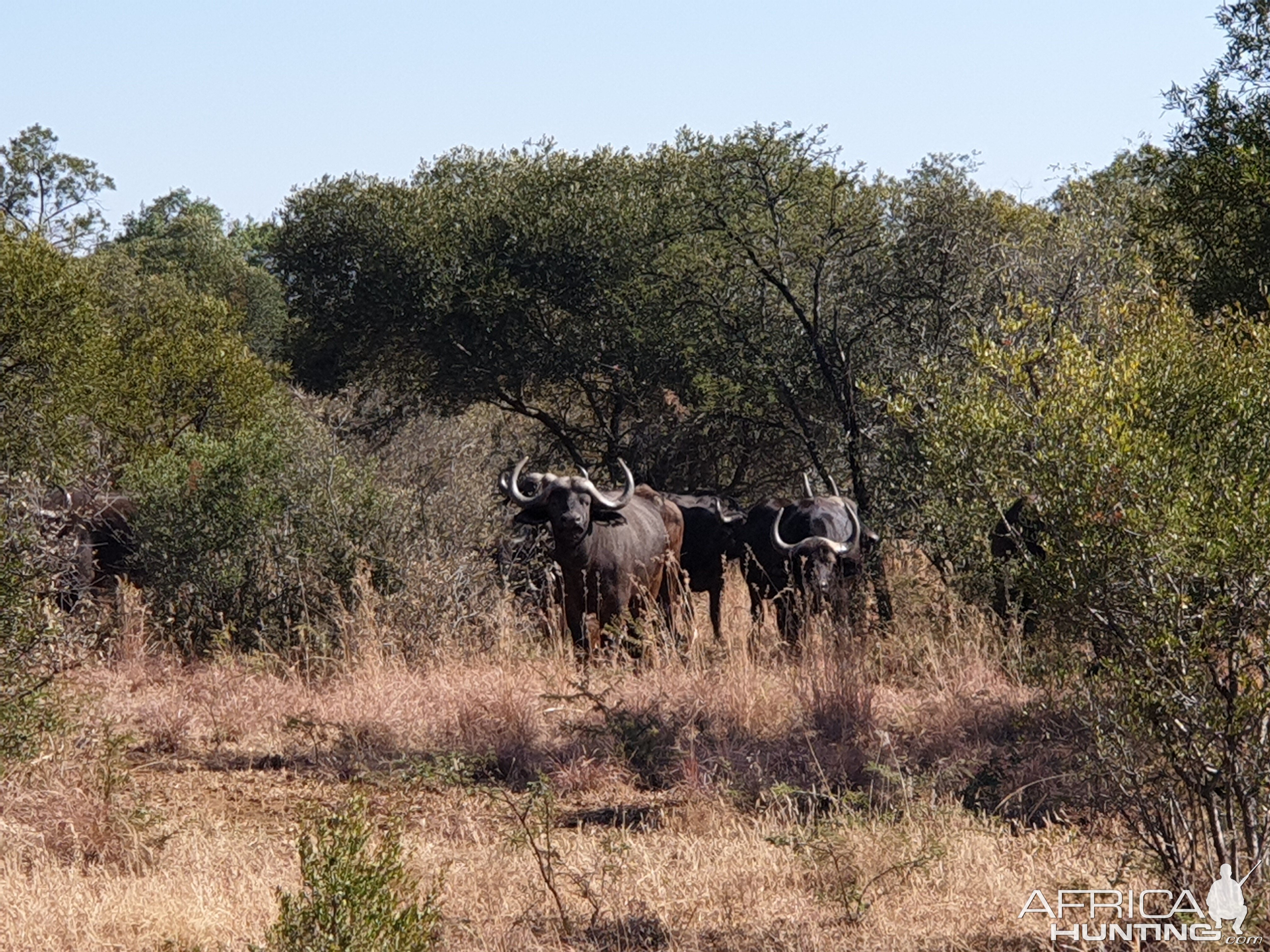 Herd of Cape Buffalo South Africa