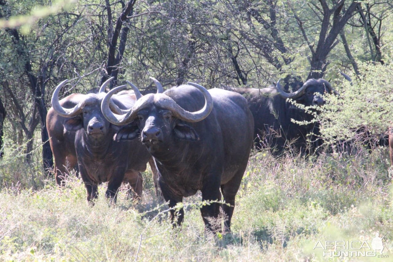 Herd of Cape Buffalo South Africa