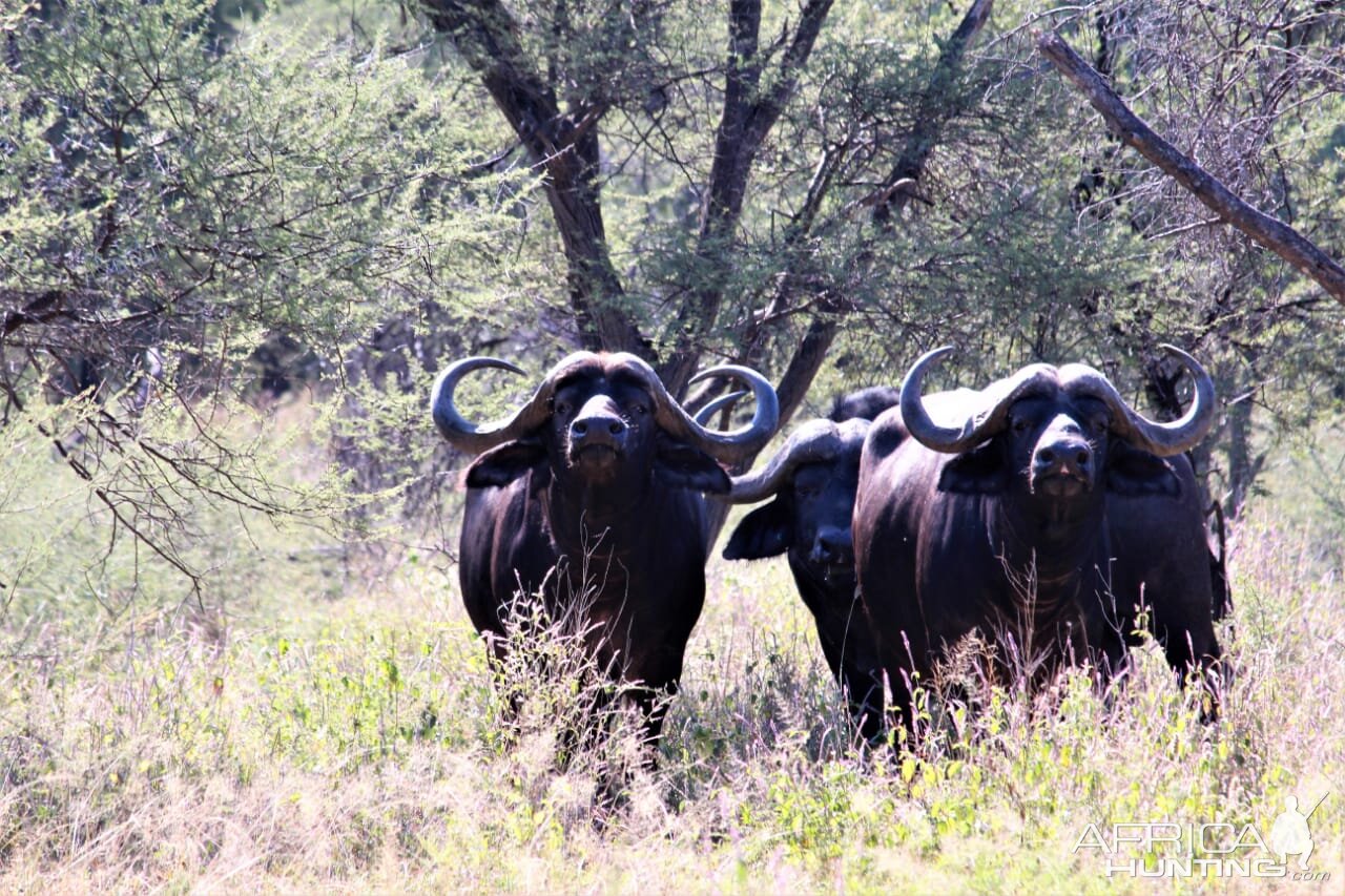 Herd of Cape Buffalo South Africa