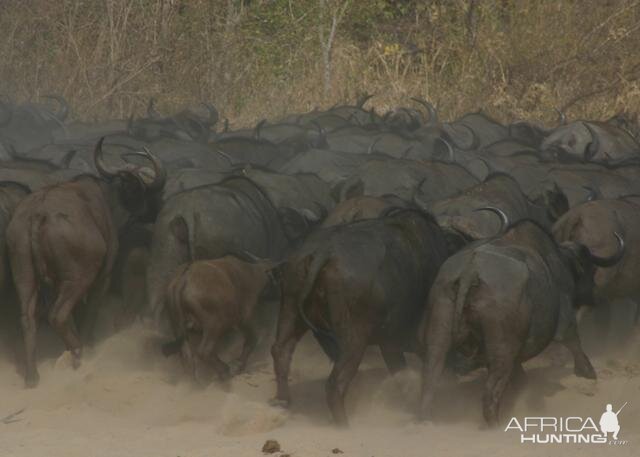 Herd of Cape Buffalo Tanzania