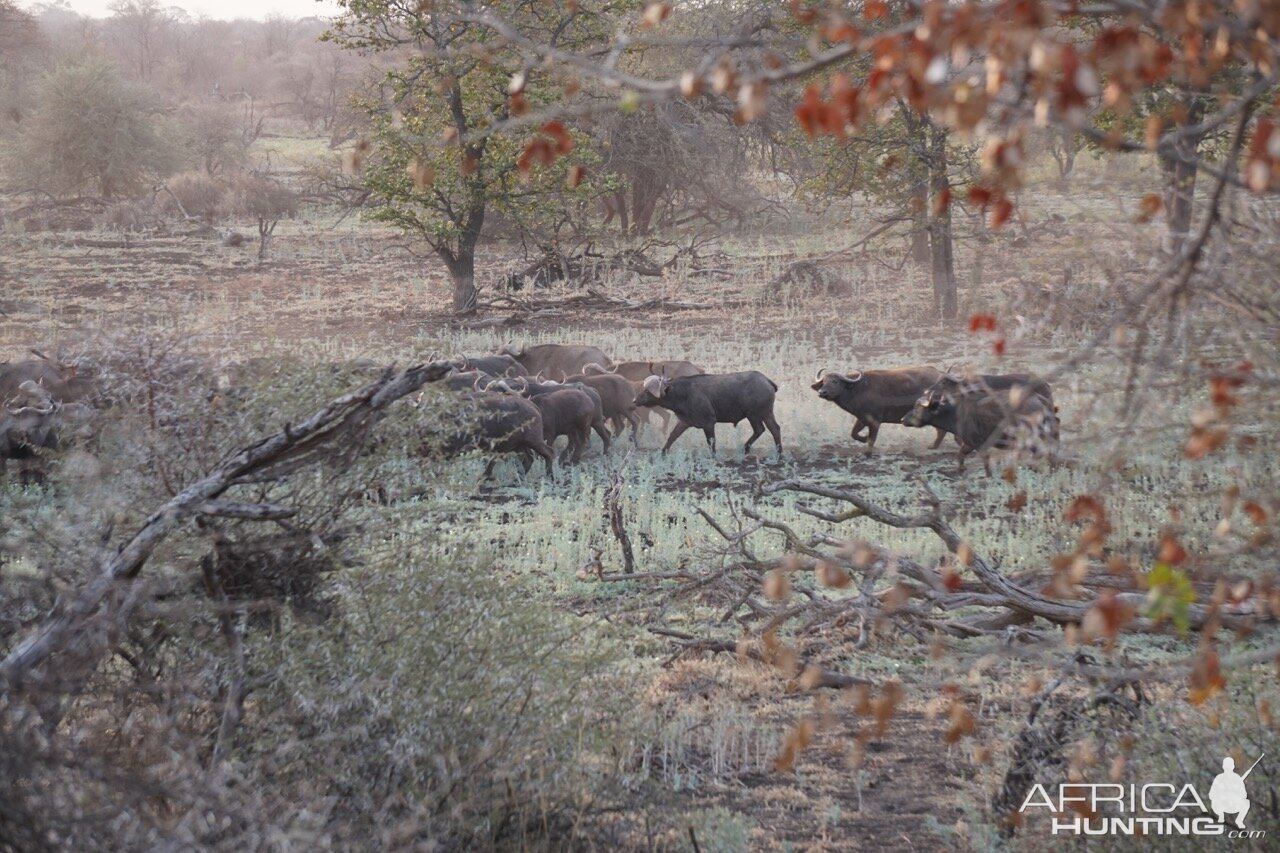 Herd of Cape Buffalo Zimbabwe