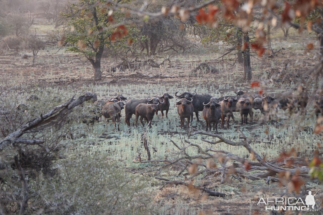 Herd of Cape Buffalo Zimbabwe