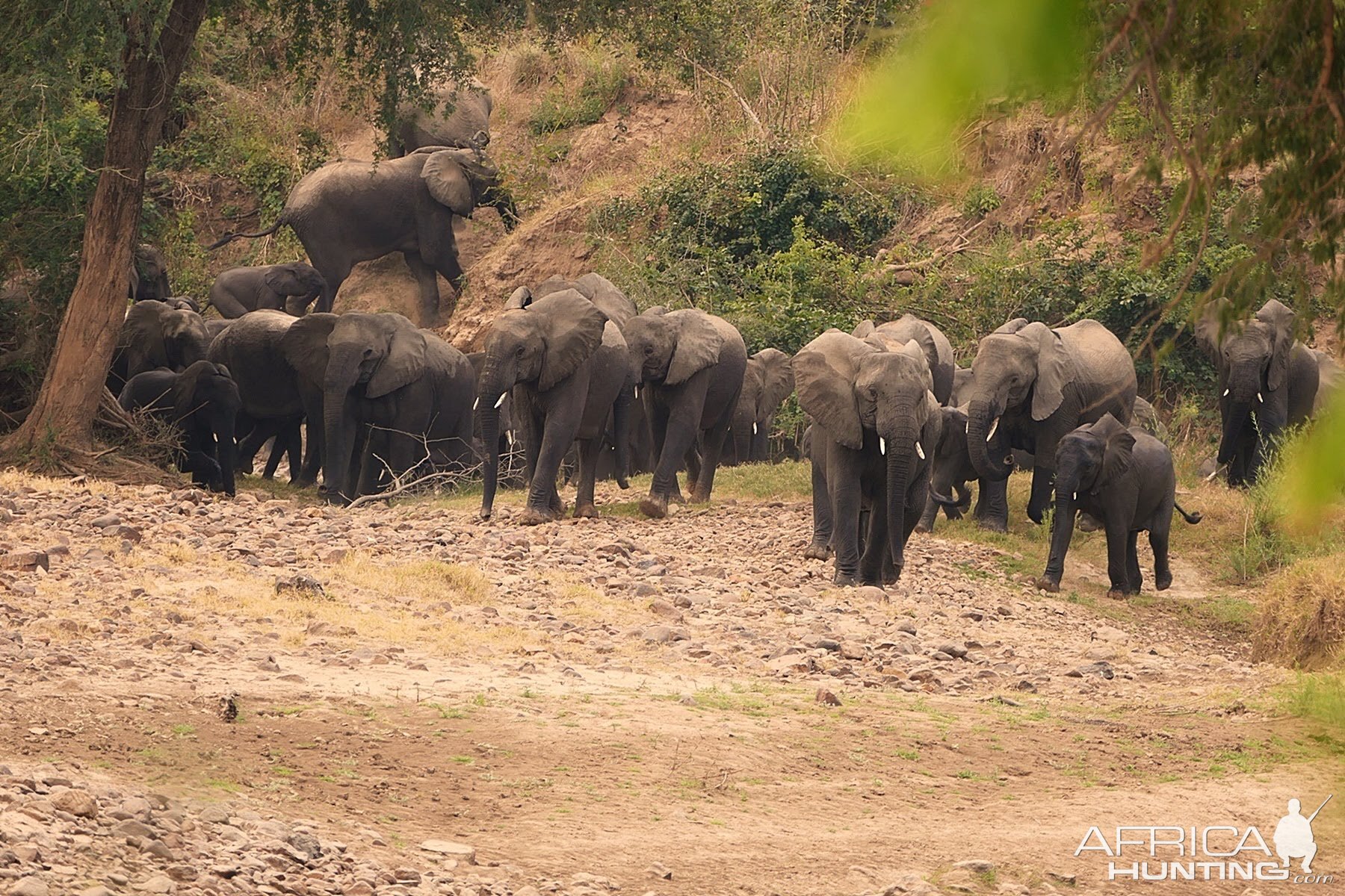 Herd of Elephant in Zambia