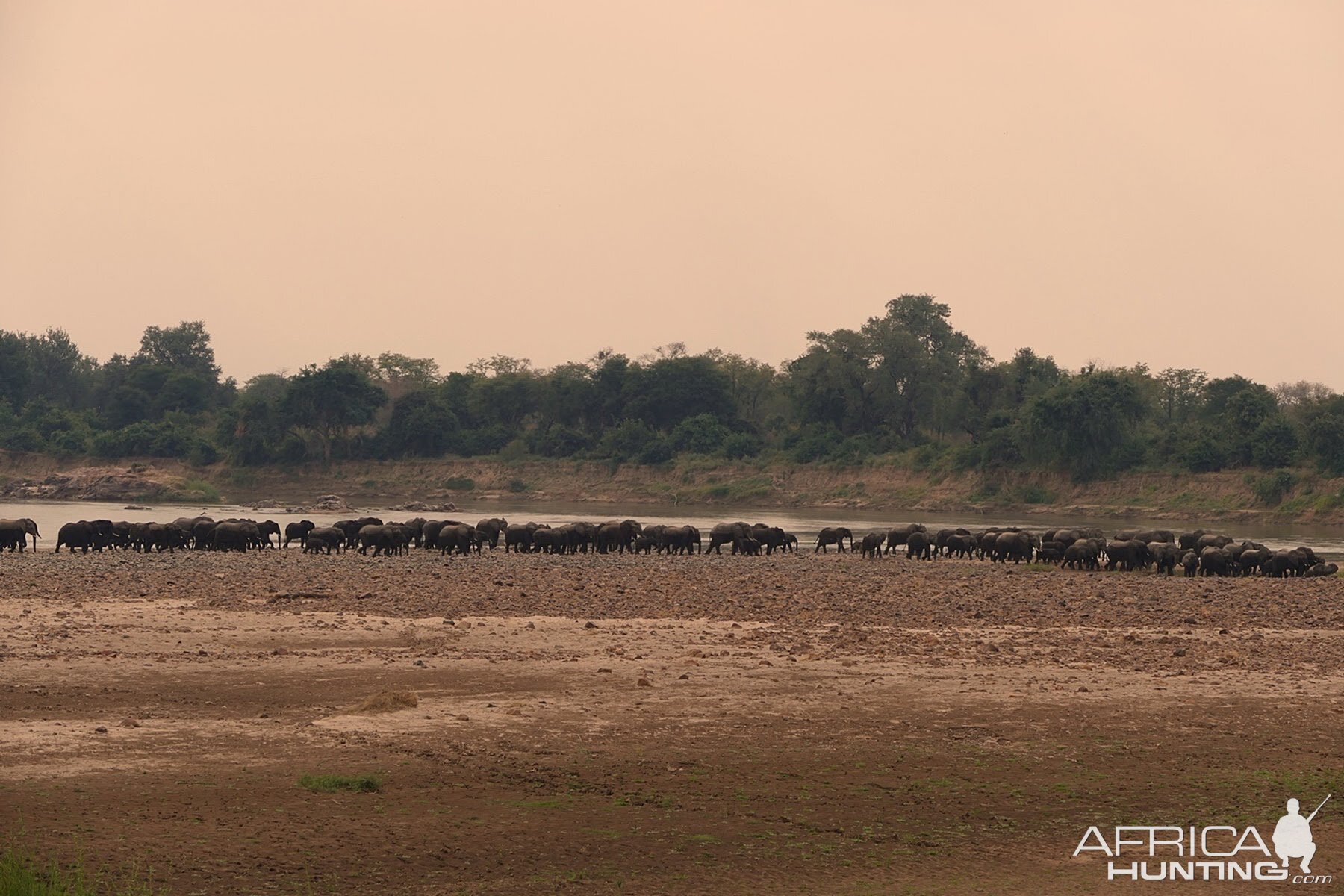 Herd of Elephant in Zambia