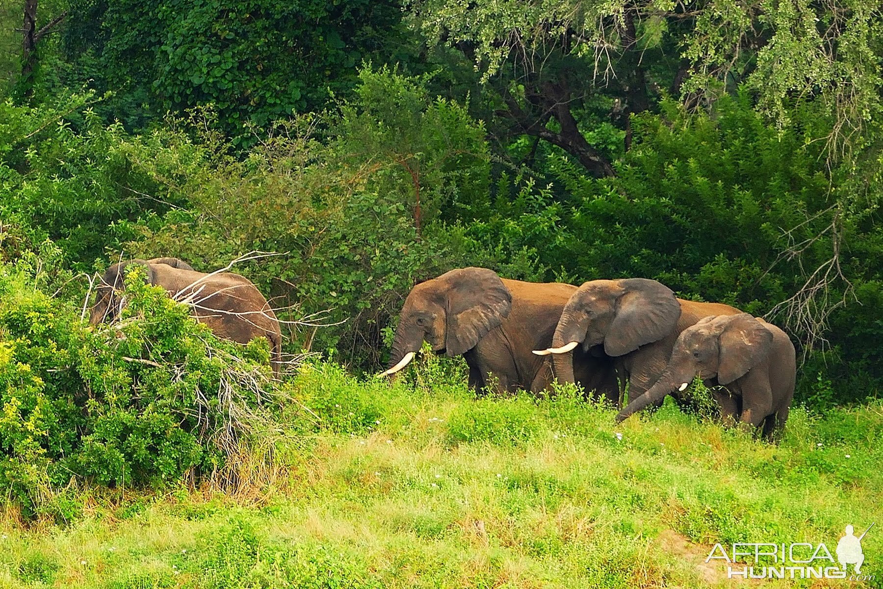 Herd of Elephant in Zambia