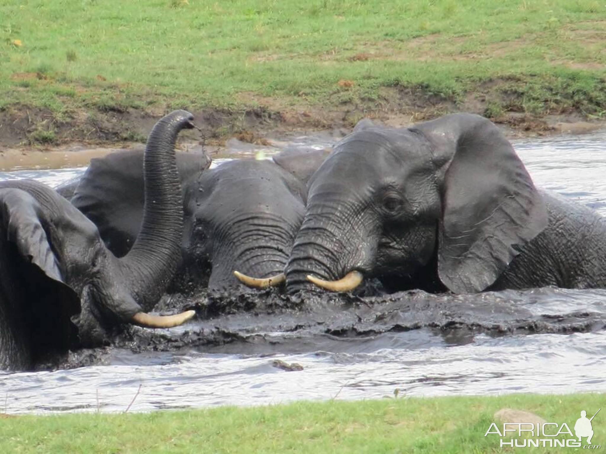 Herd of Elephant in Zimbabwe