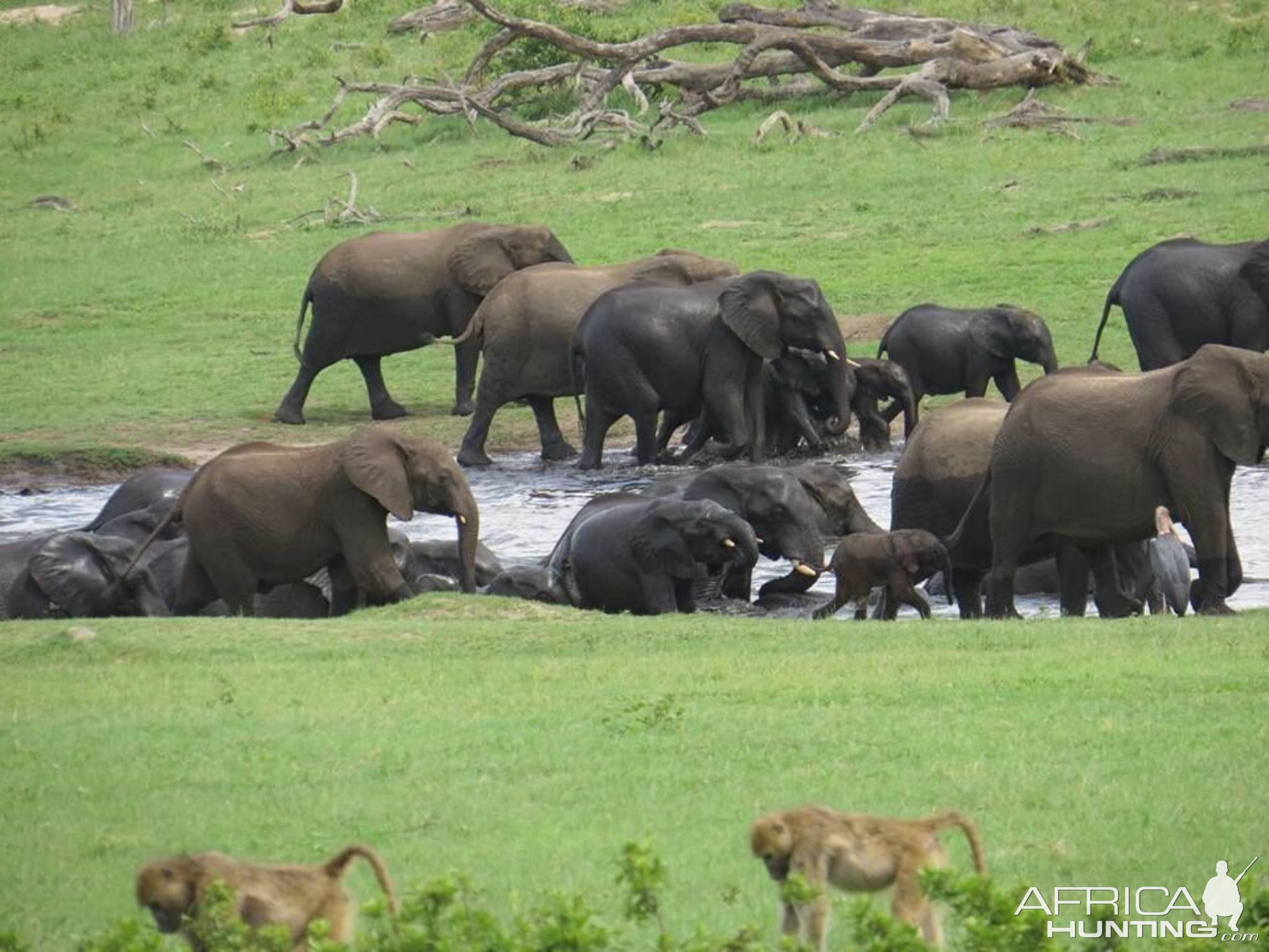 Herd of Elephant in Zimbabwe