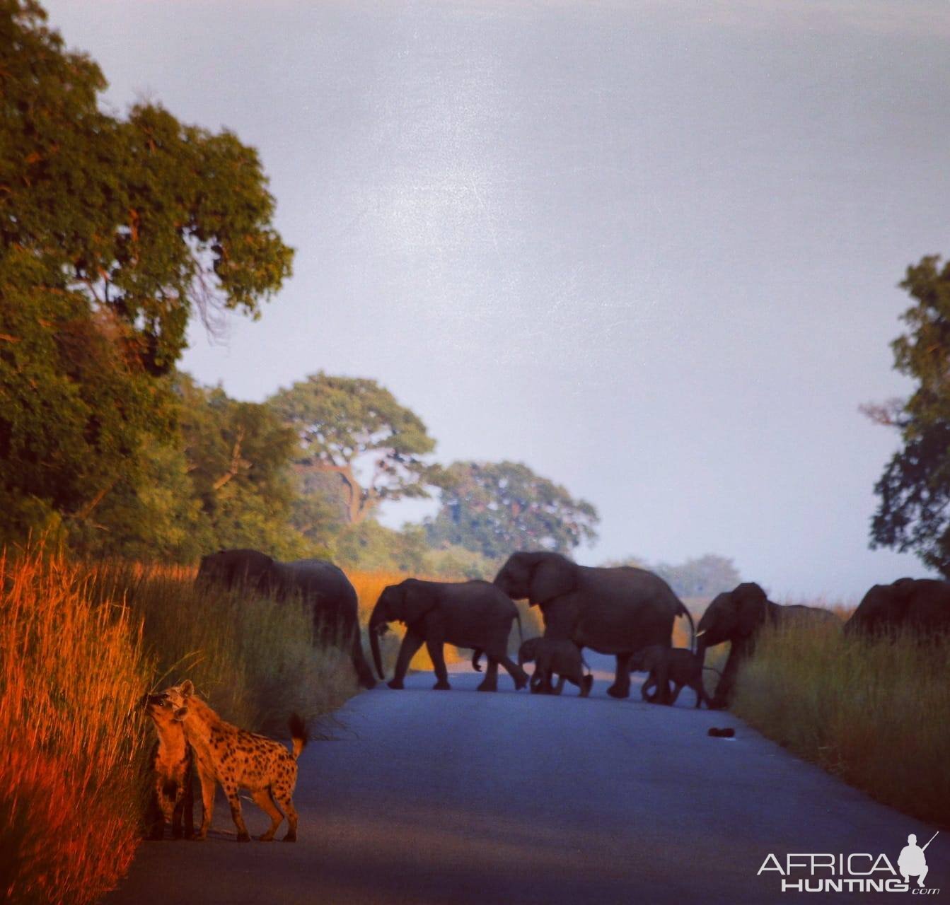 Herd of Elephant & Spotted Hyena in Zimbabwe