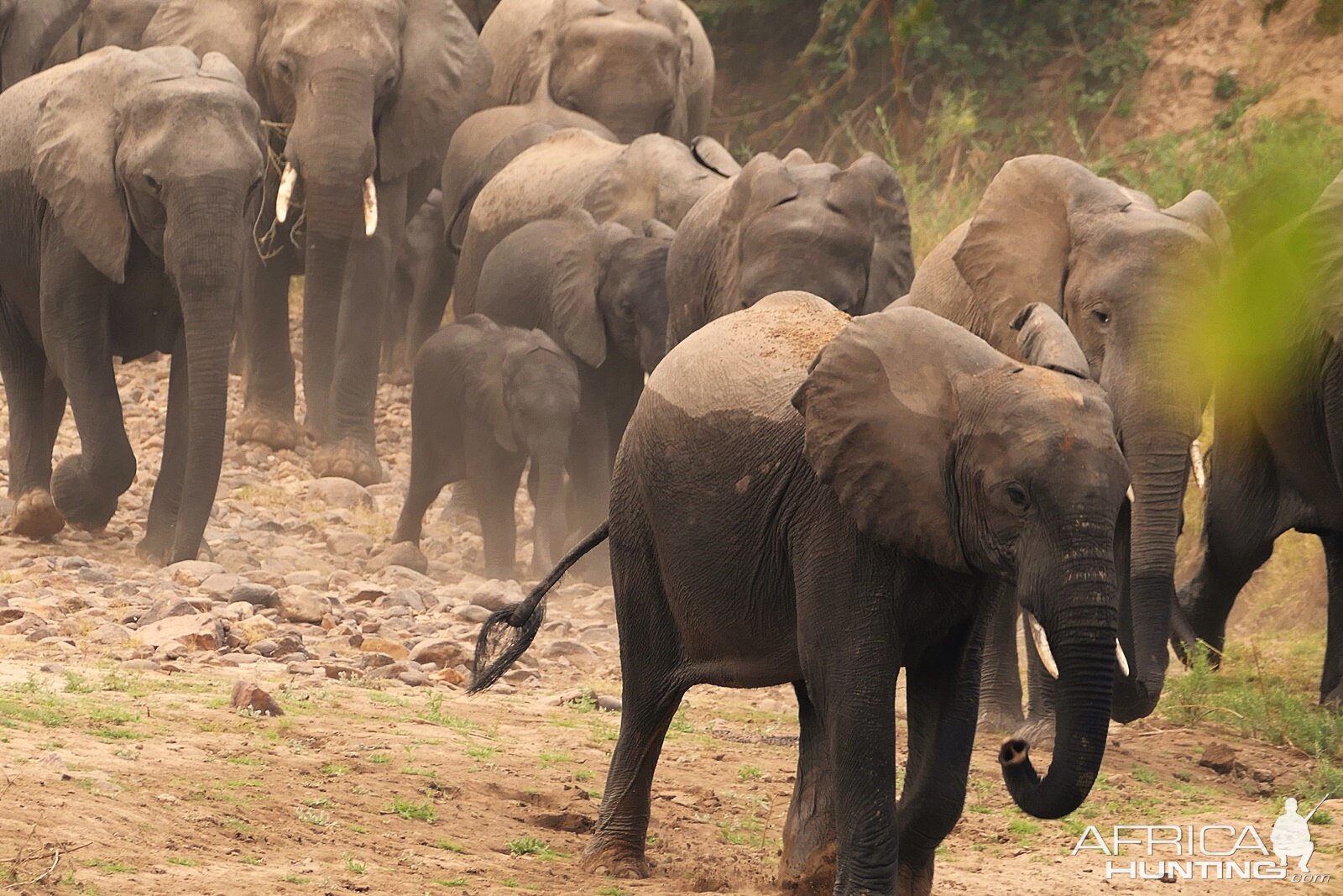 Herd of Elephant