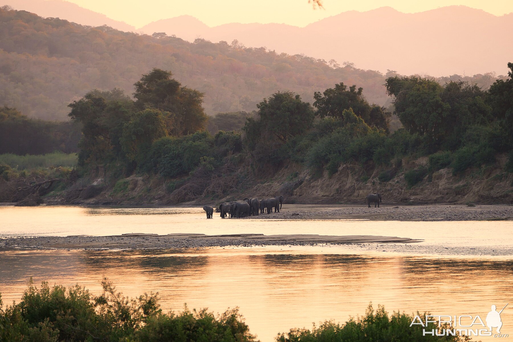 Herd of Elephant