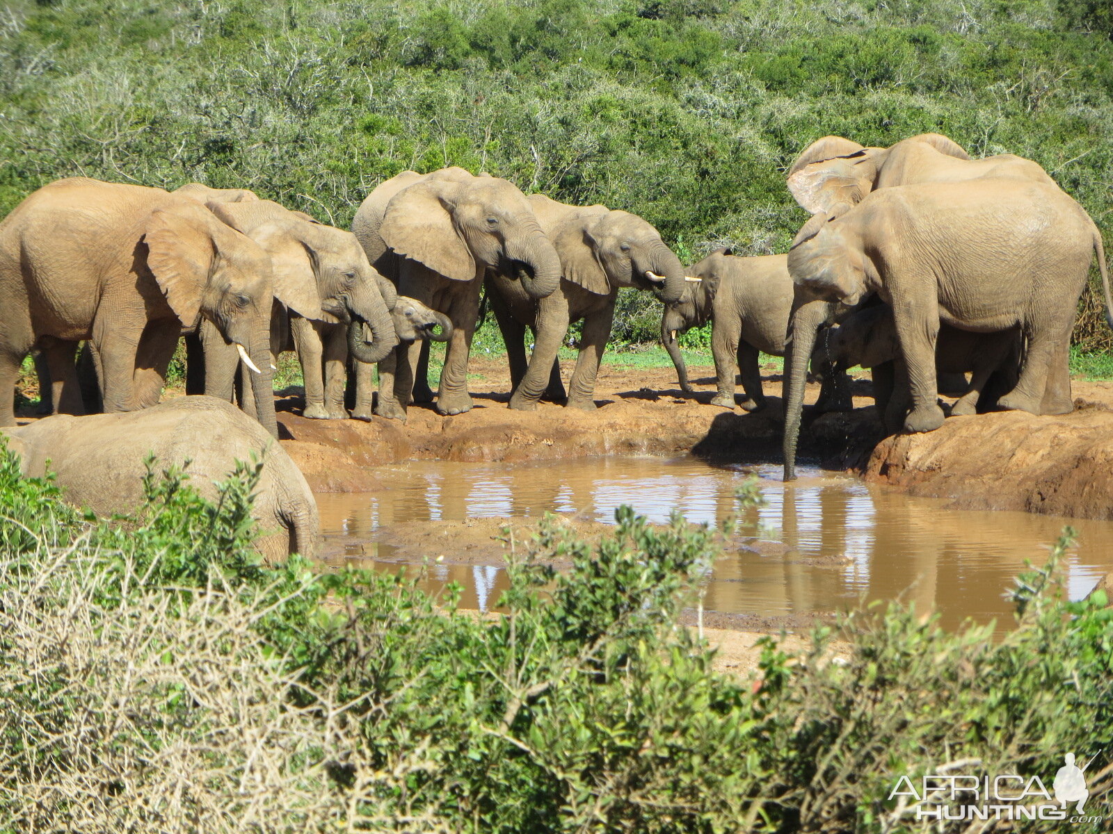 Herd of Elephants South Africa