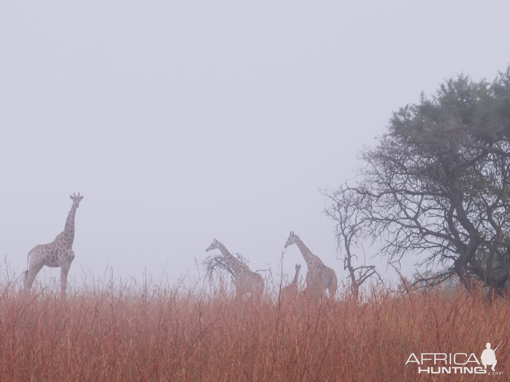 Herd of Giraffe in the mist