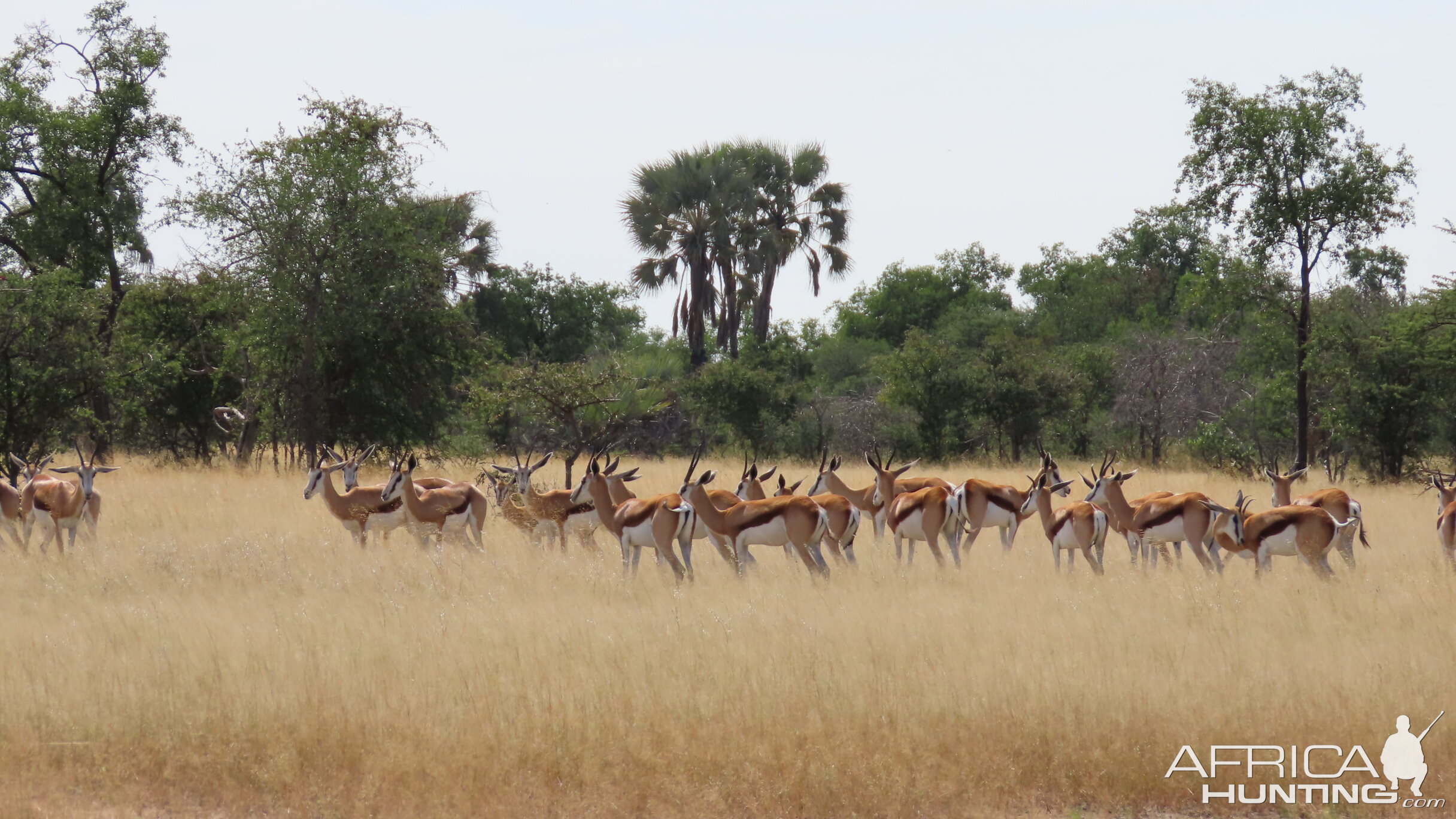 Herd of Springbuck