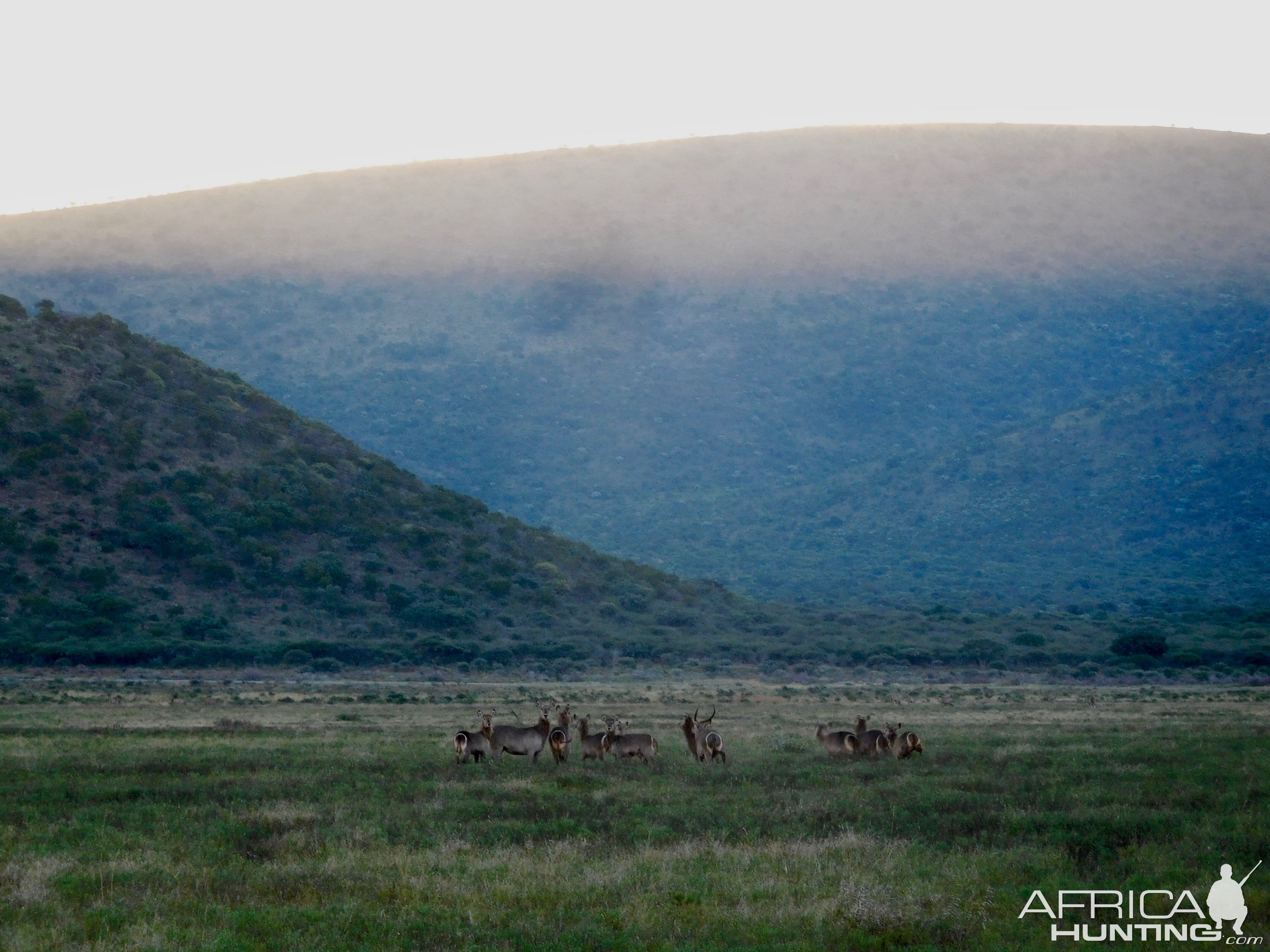 Herd of Waterbuck South Africa