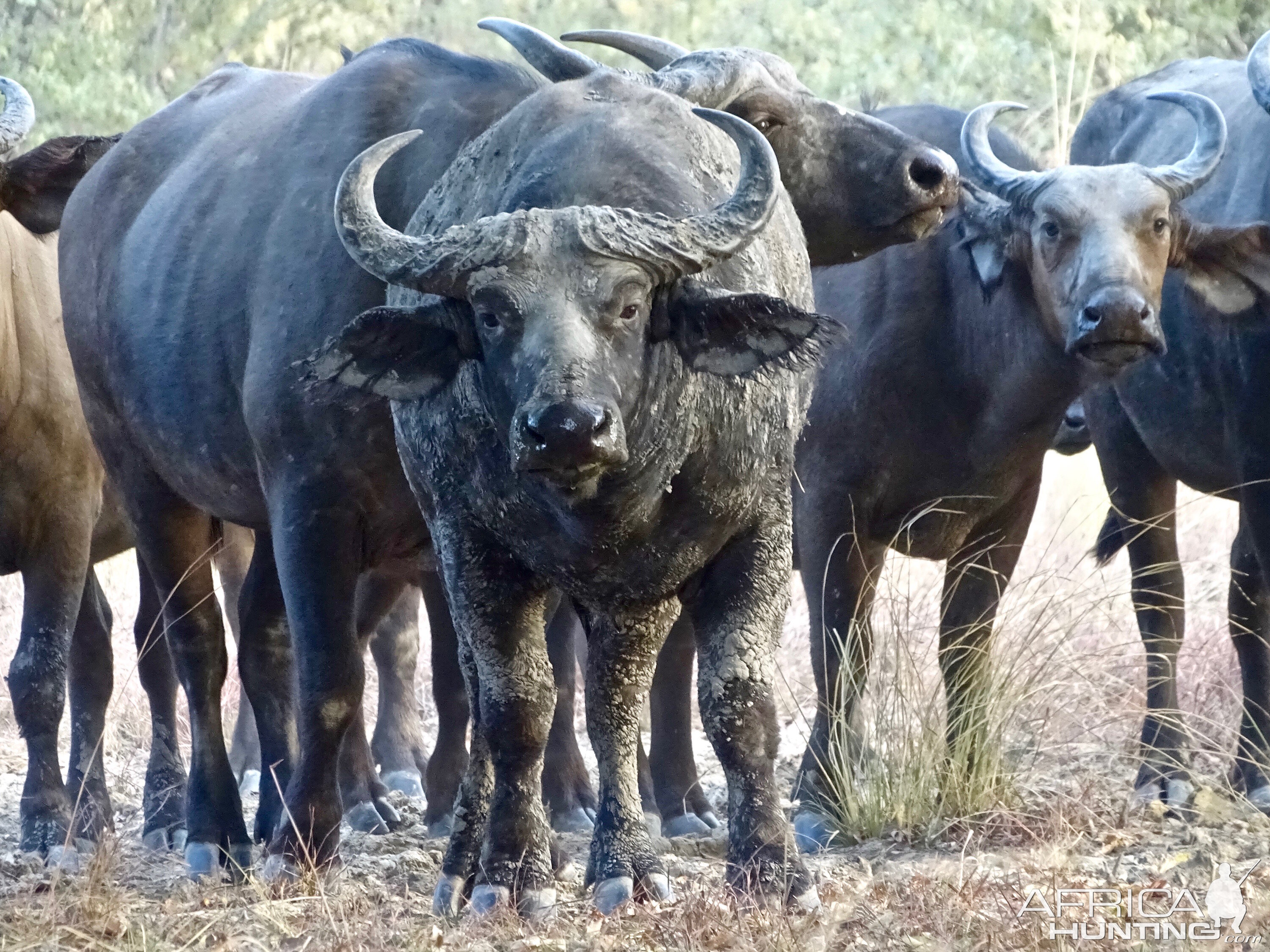 Herd of West African Savanah Buffalo Benin