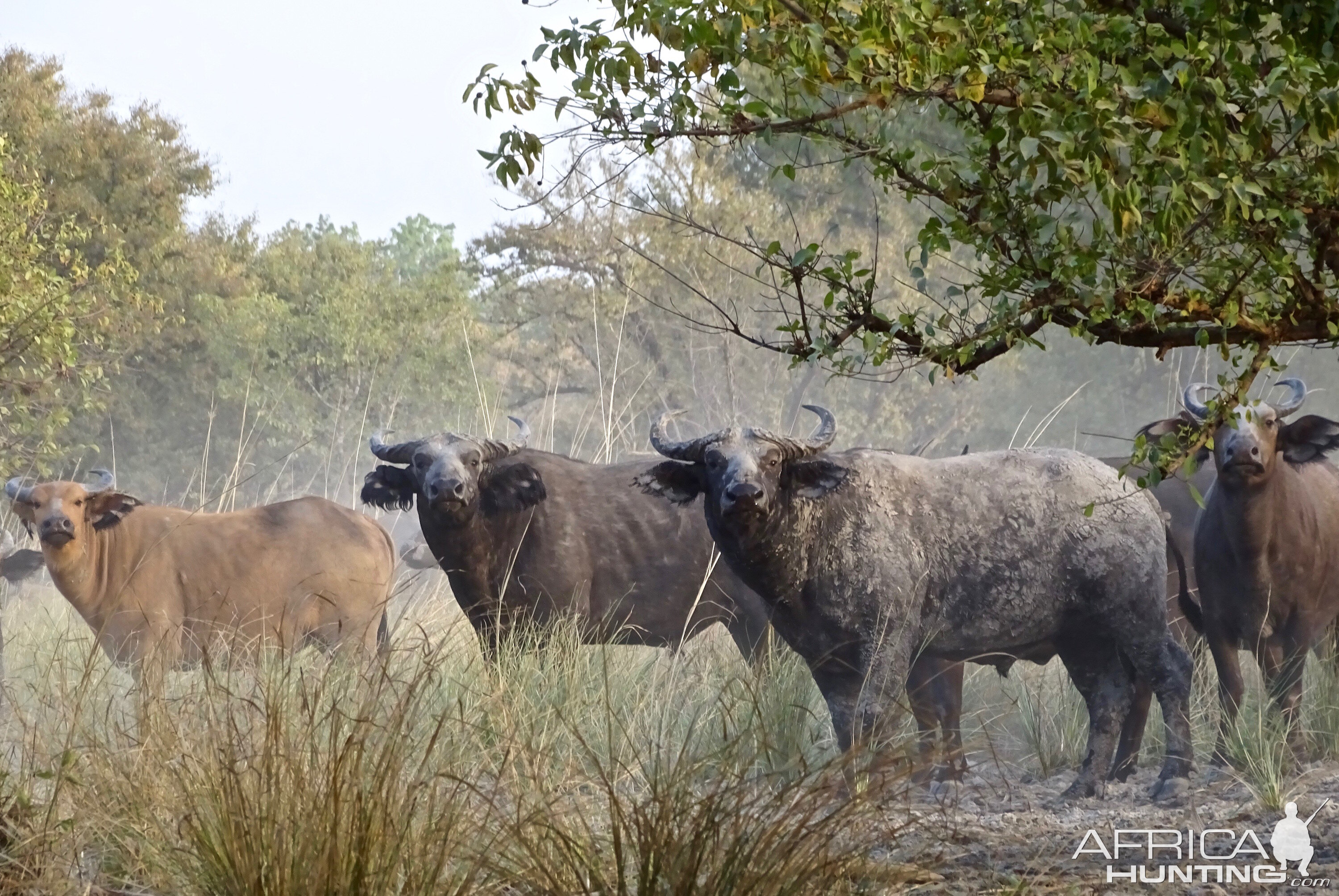 Herd of West African Savanah Buffalo Benin