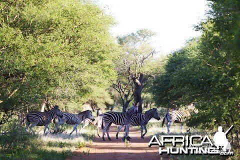 Herd of Zebra