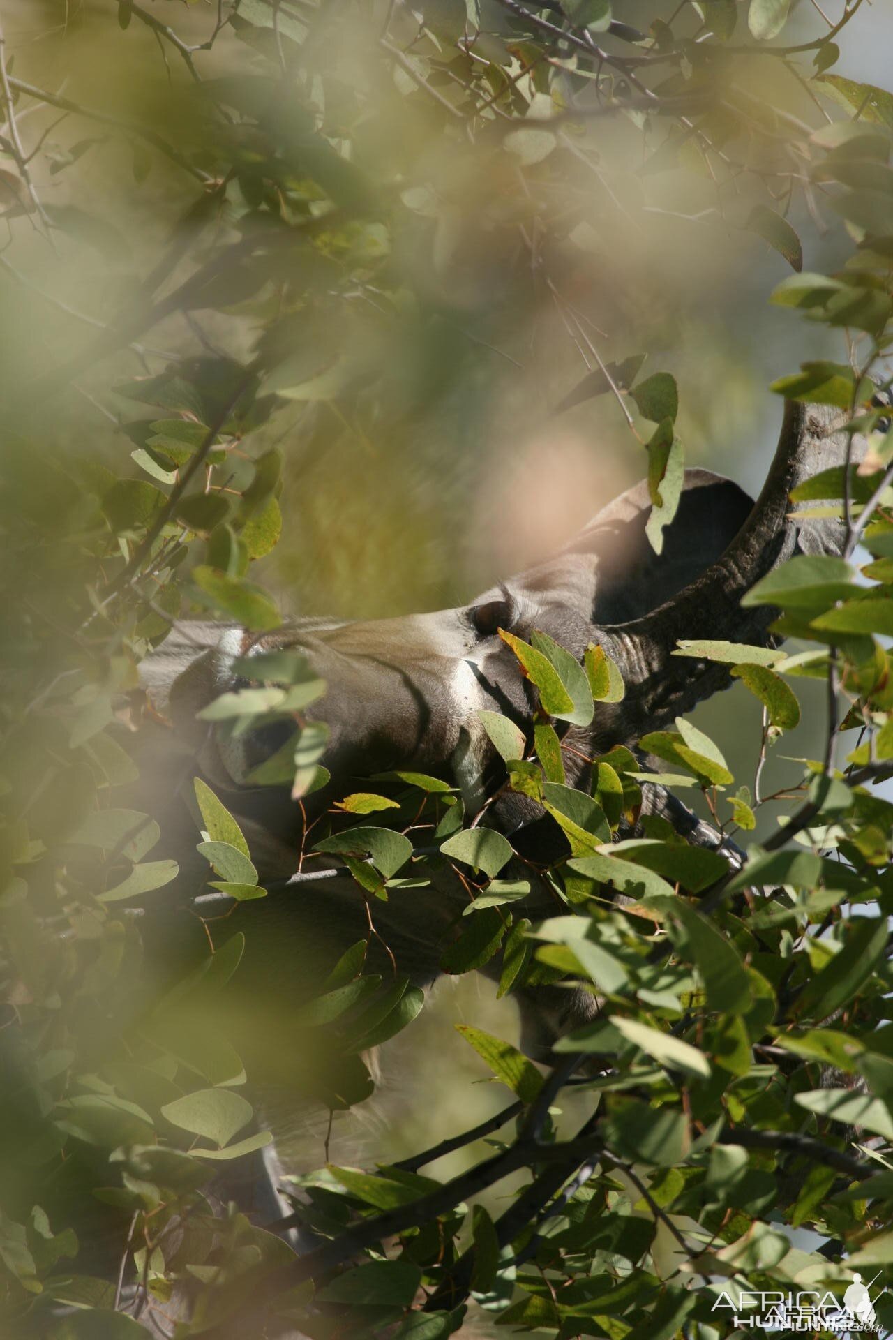 Hide and seek, a Kudu in Namibia