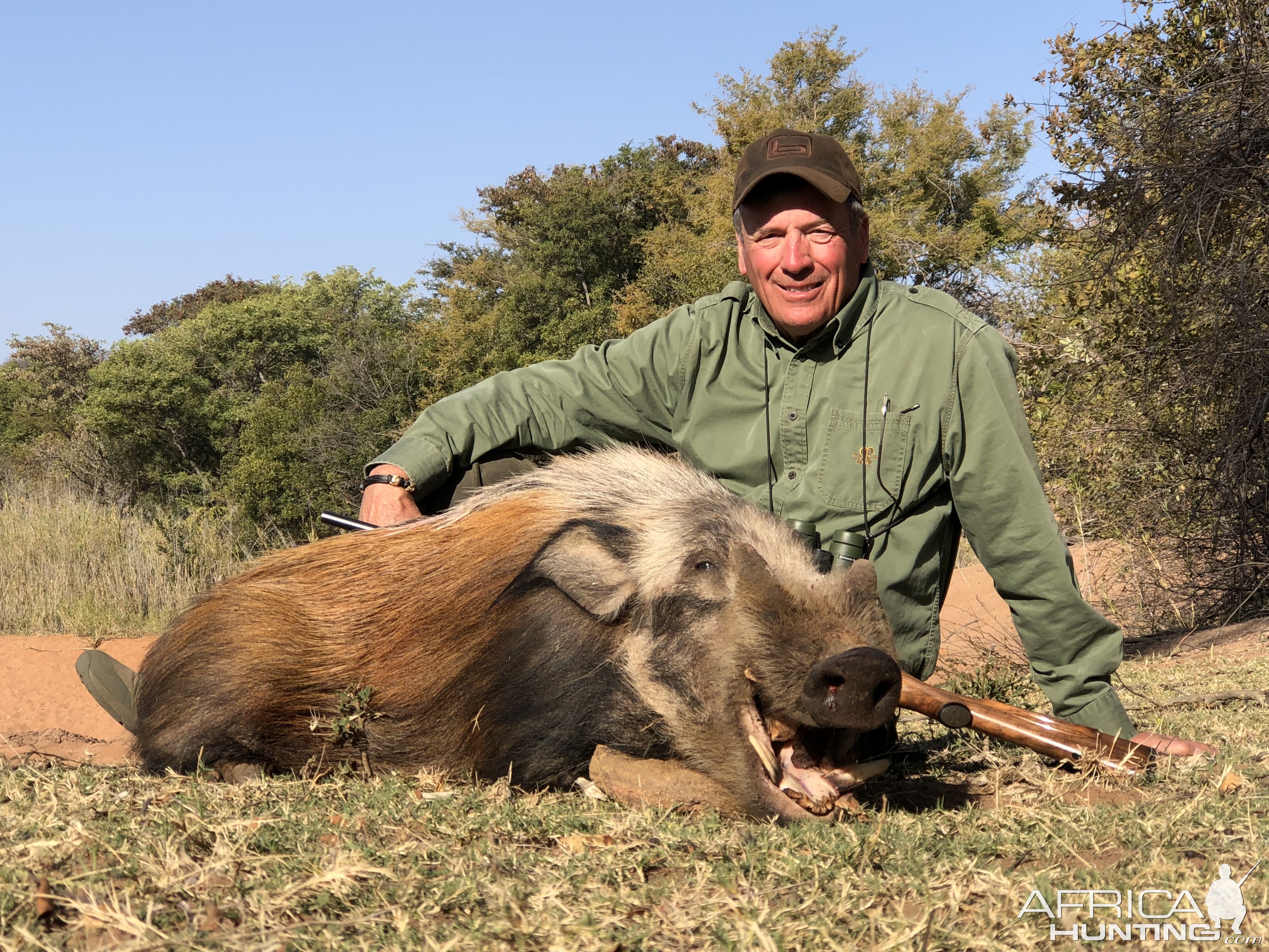 High Noon Waterberg Bush Pig