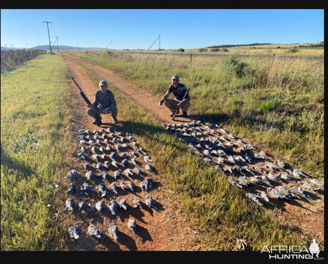 High-volume Doves and Pigeons South Africa