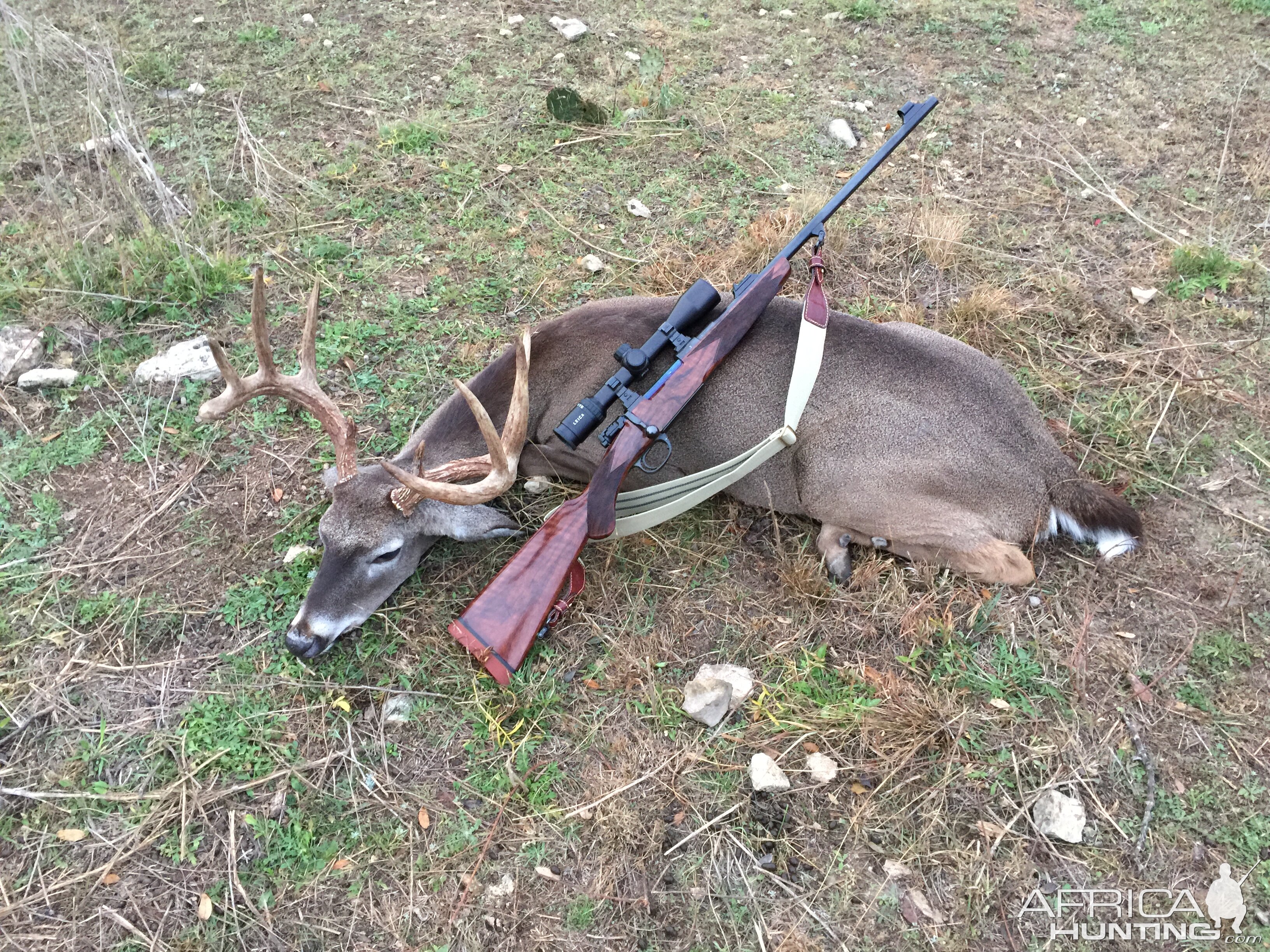 Hill Country Ten Point and Rigby .275