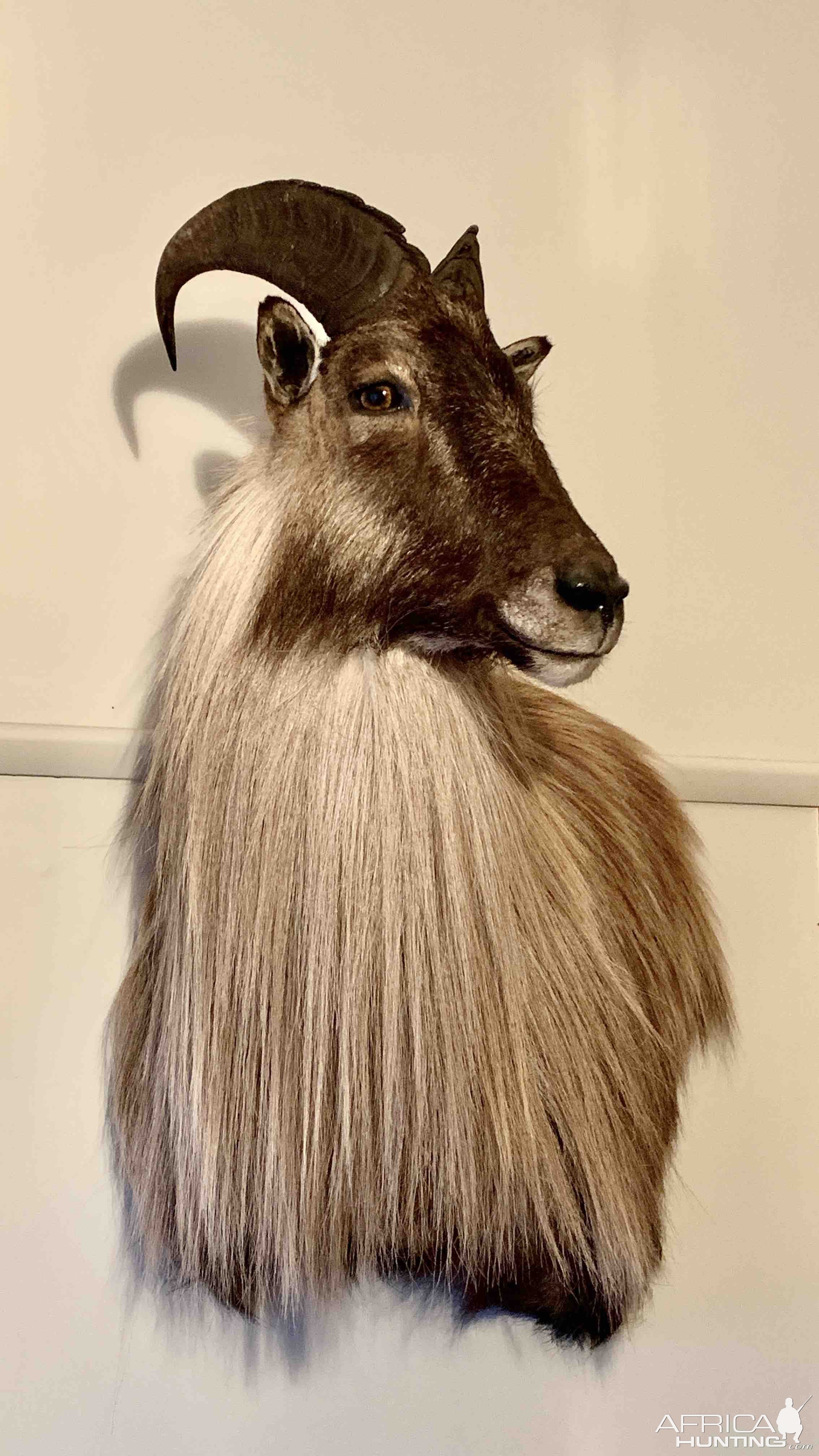 Himalayan Tahr Shoulder Mount Taxidermy