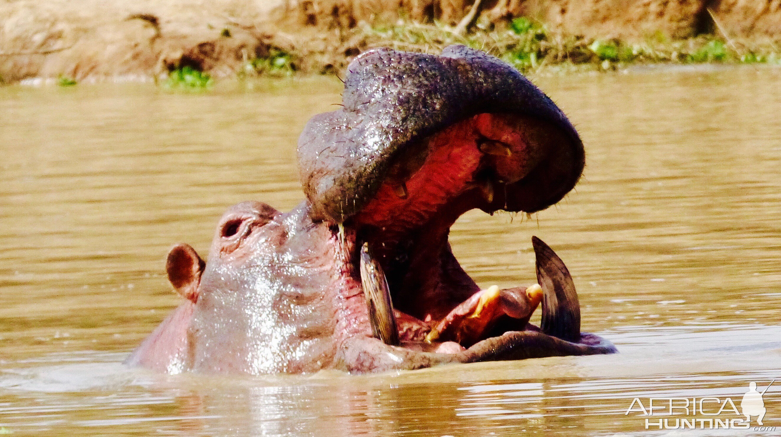 Hippo Benin