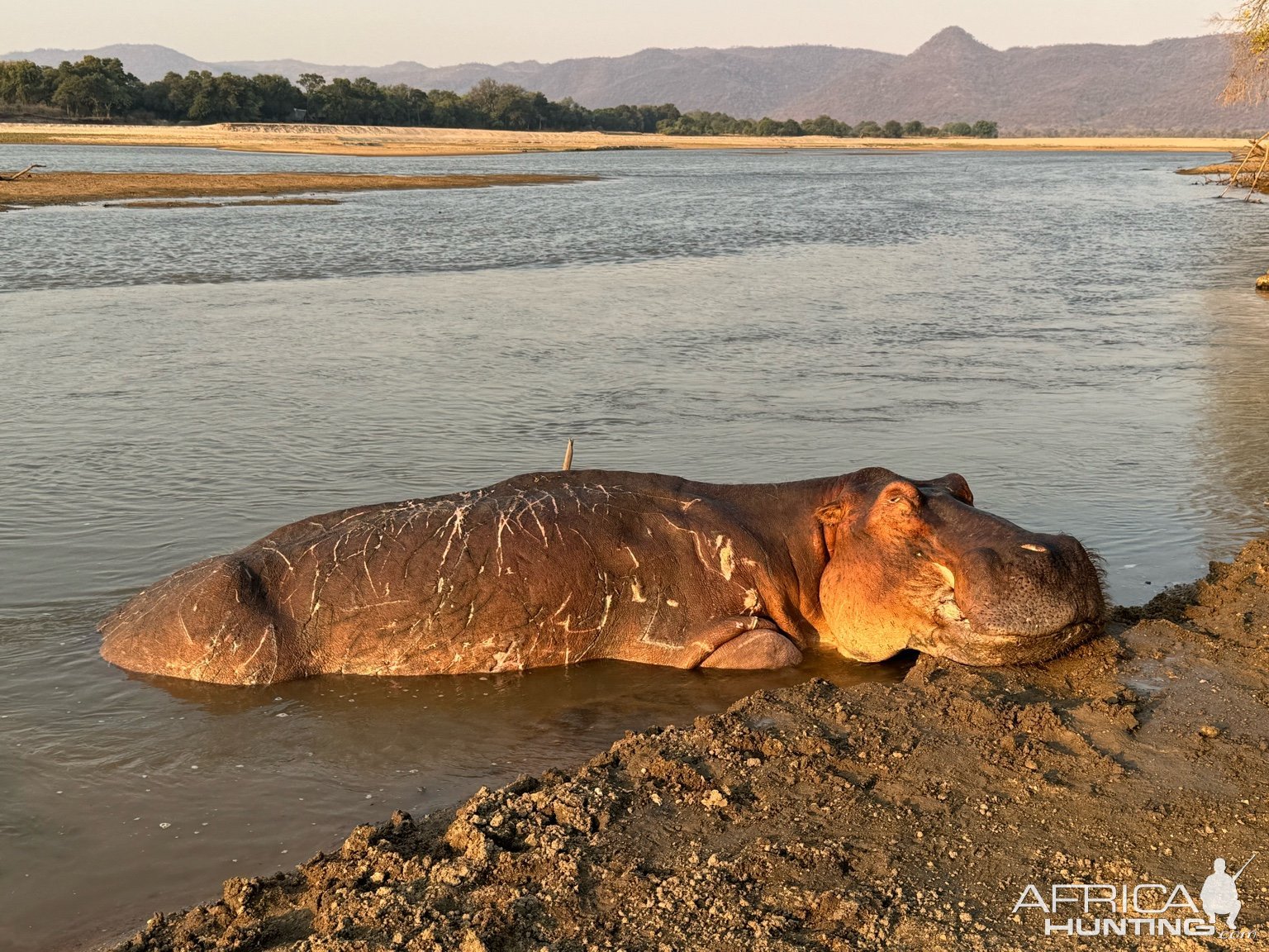 Hippo Bow Hunt Zambia