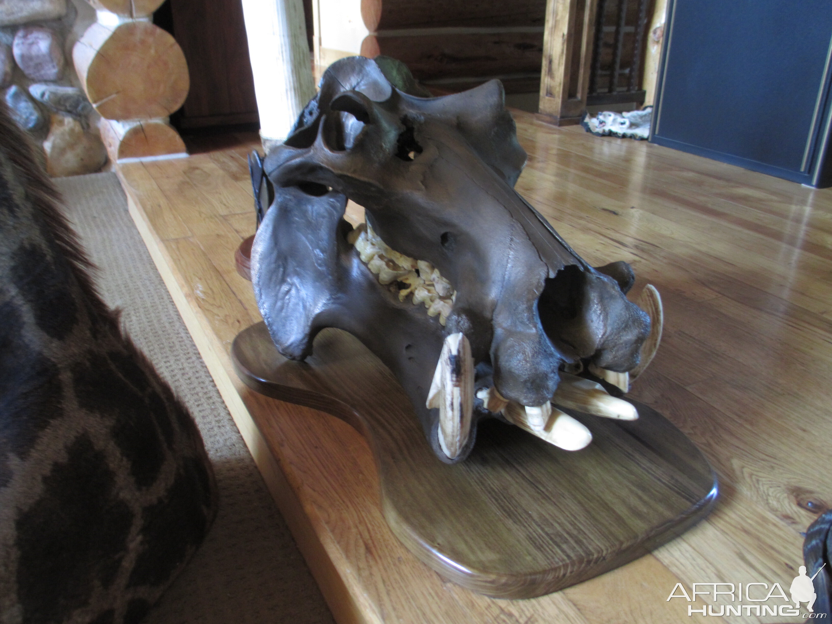 Hippo Bronzed Skull