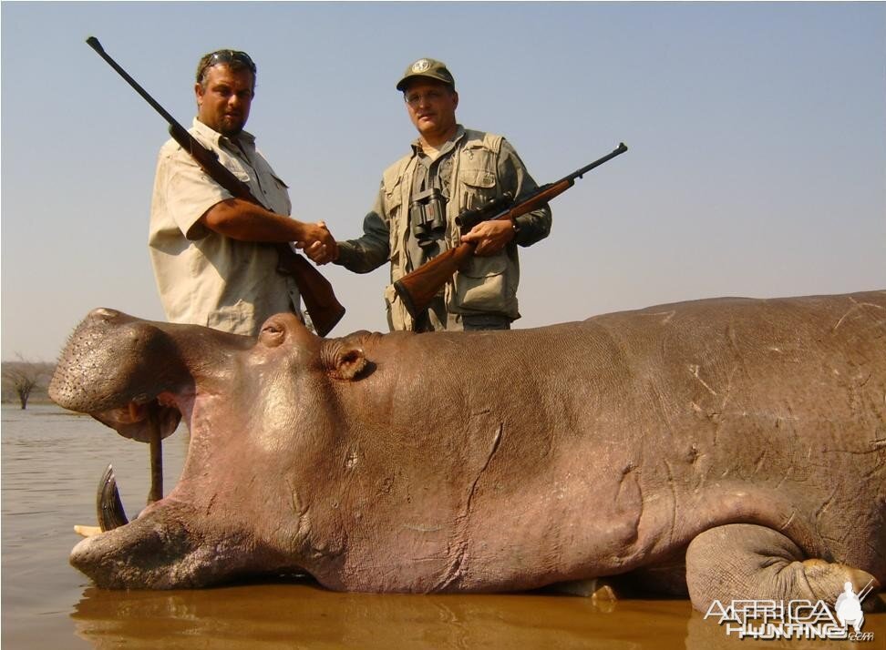 Hippo Bull hunted in Mozambique