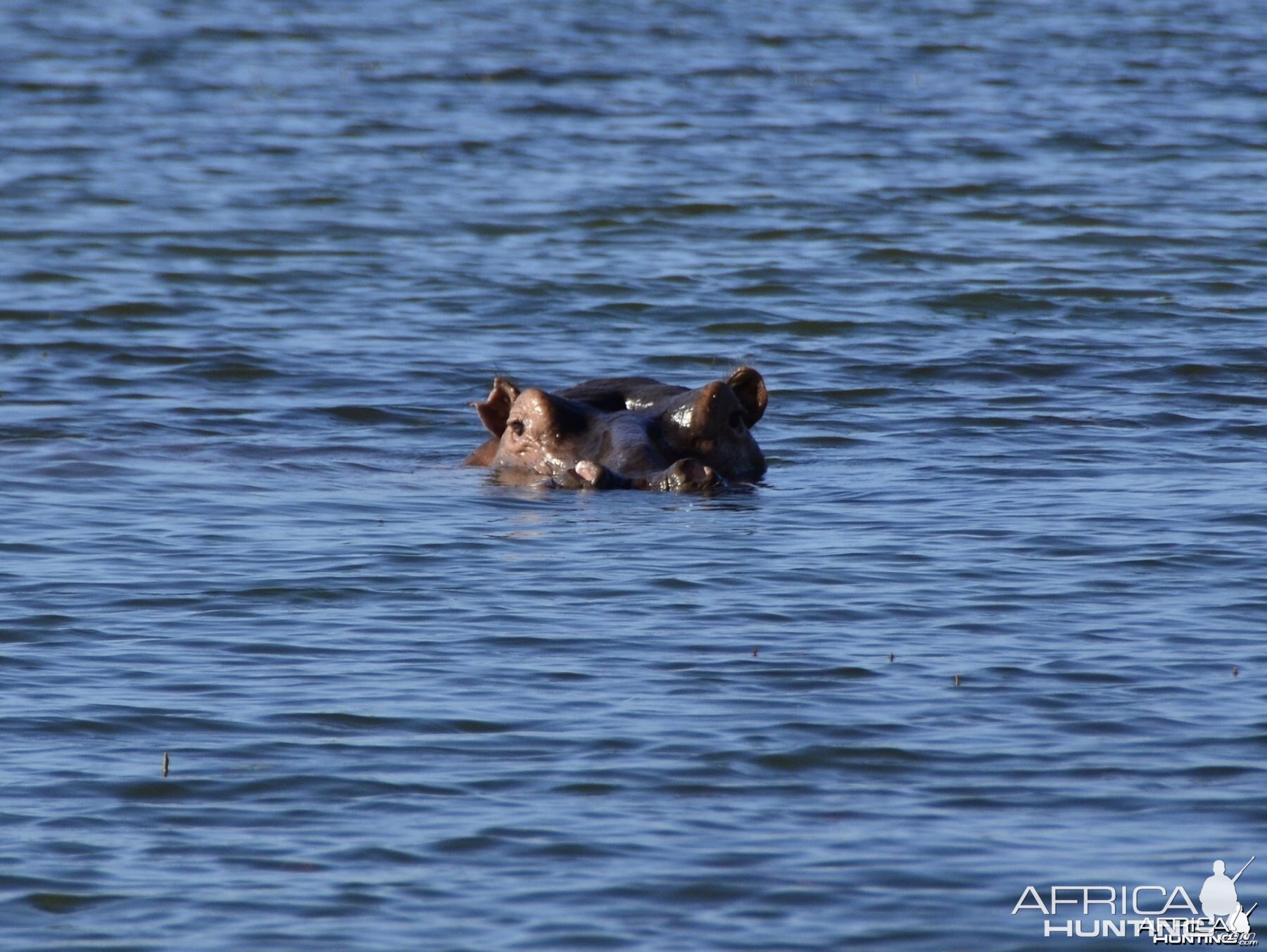 Hippo Bull, Lake Kariba