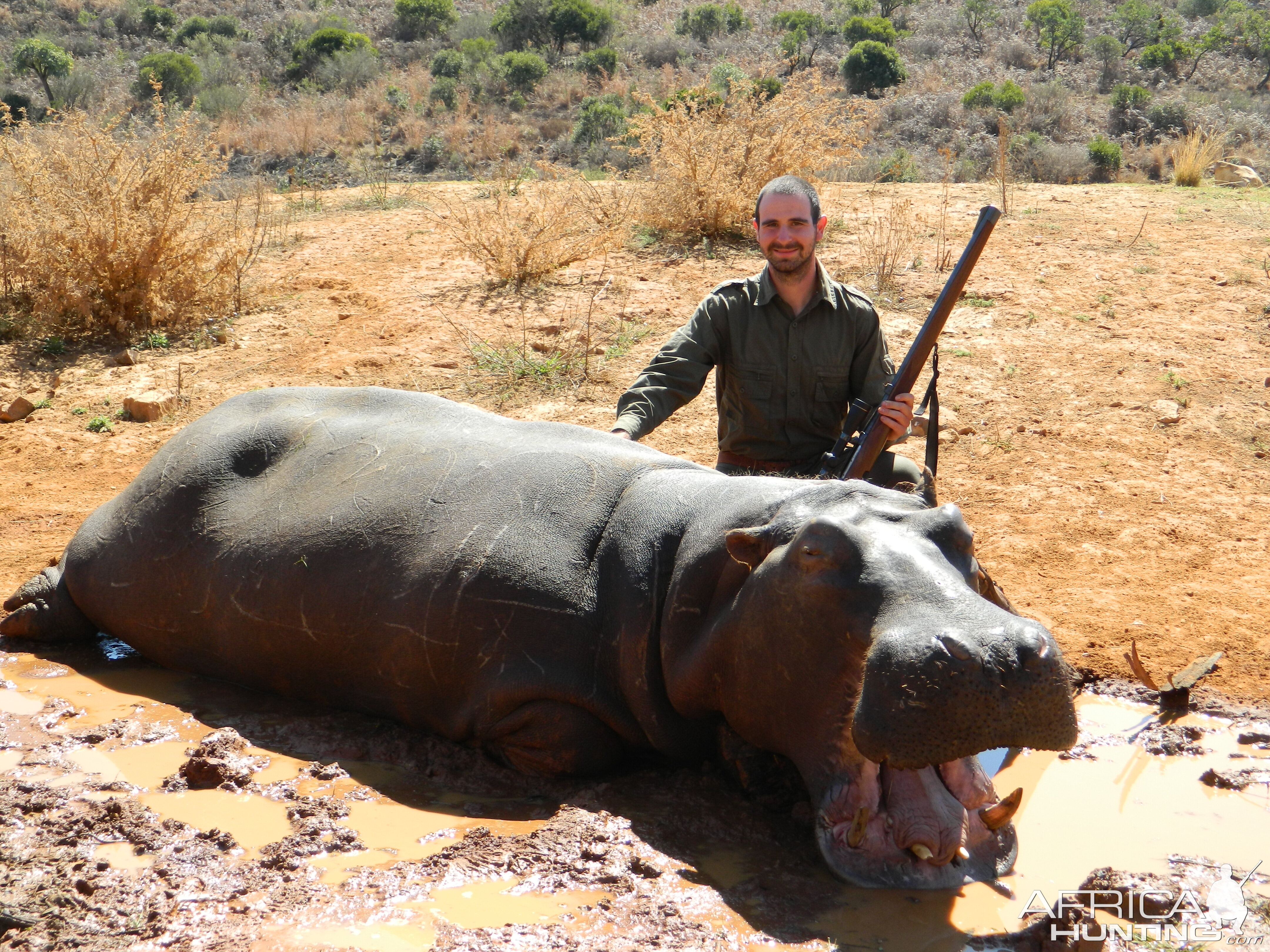 Hippo Bull with many battle scars South Africa