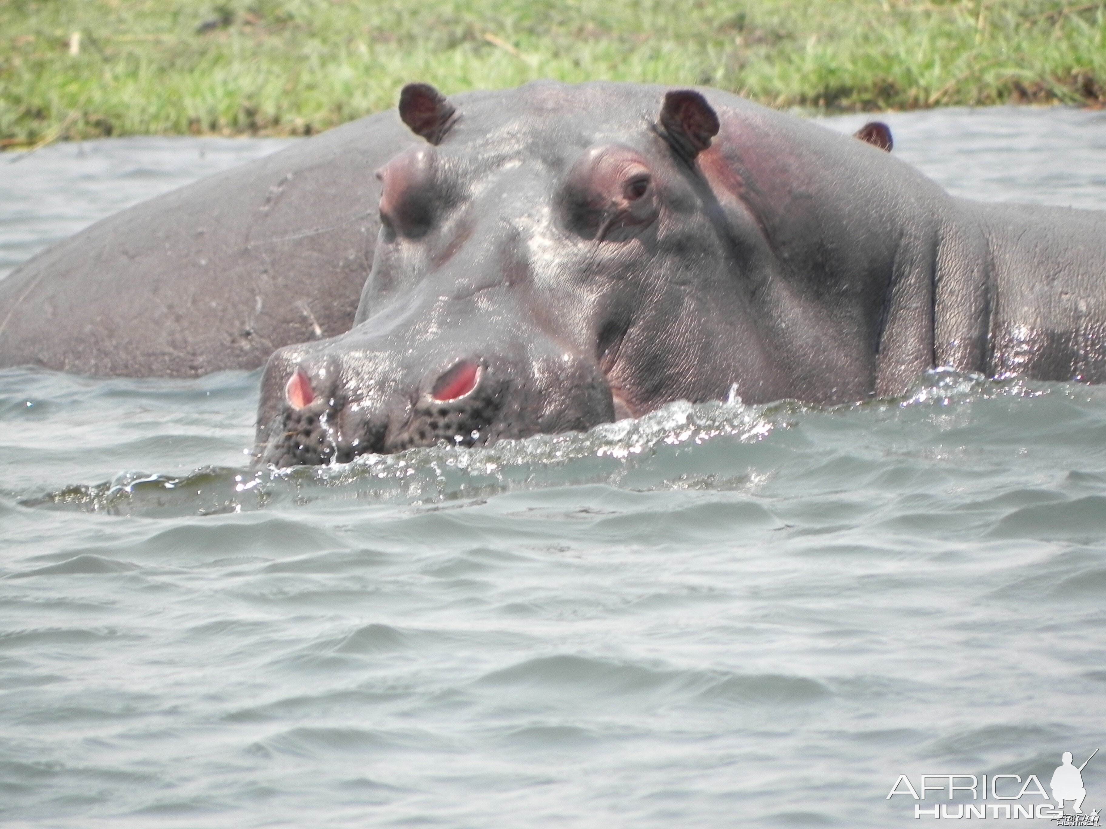 Hippo Caprivi Namibia