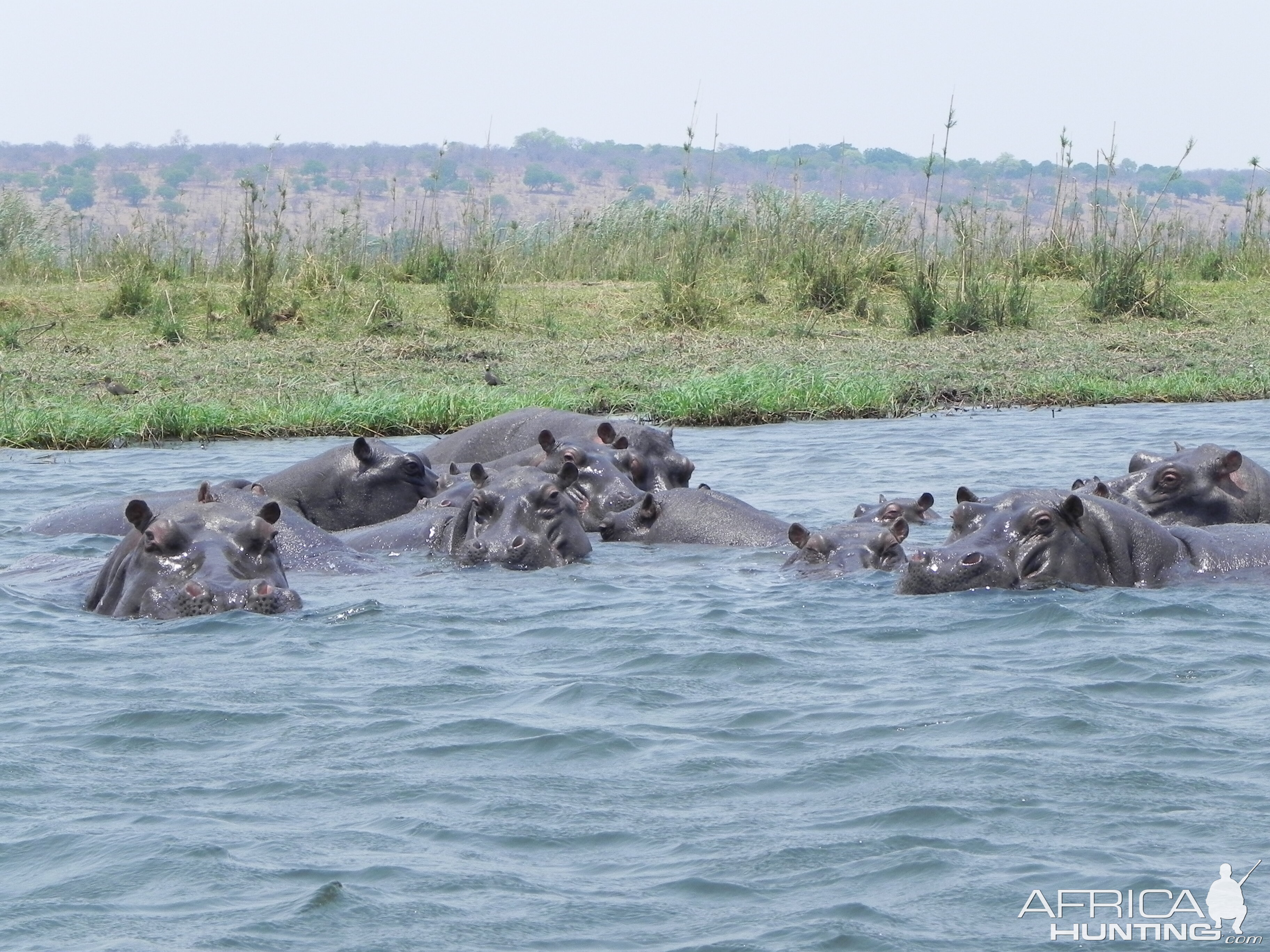 Hippo Caprivi Namibia