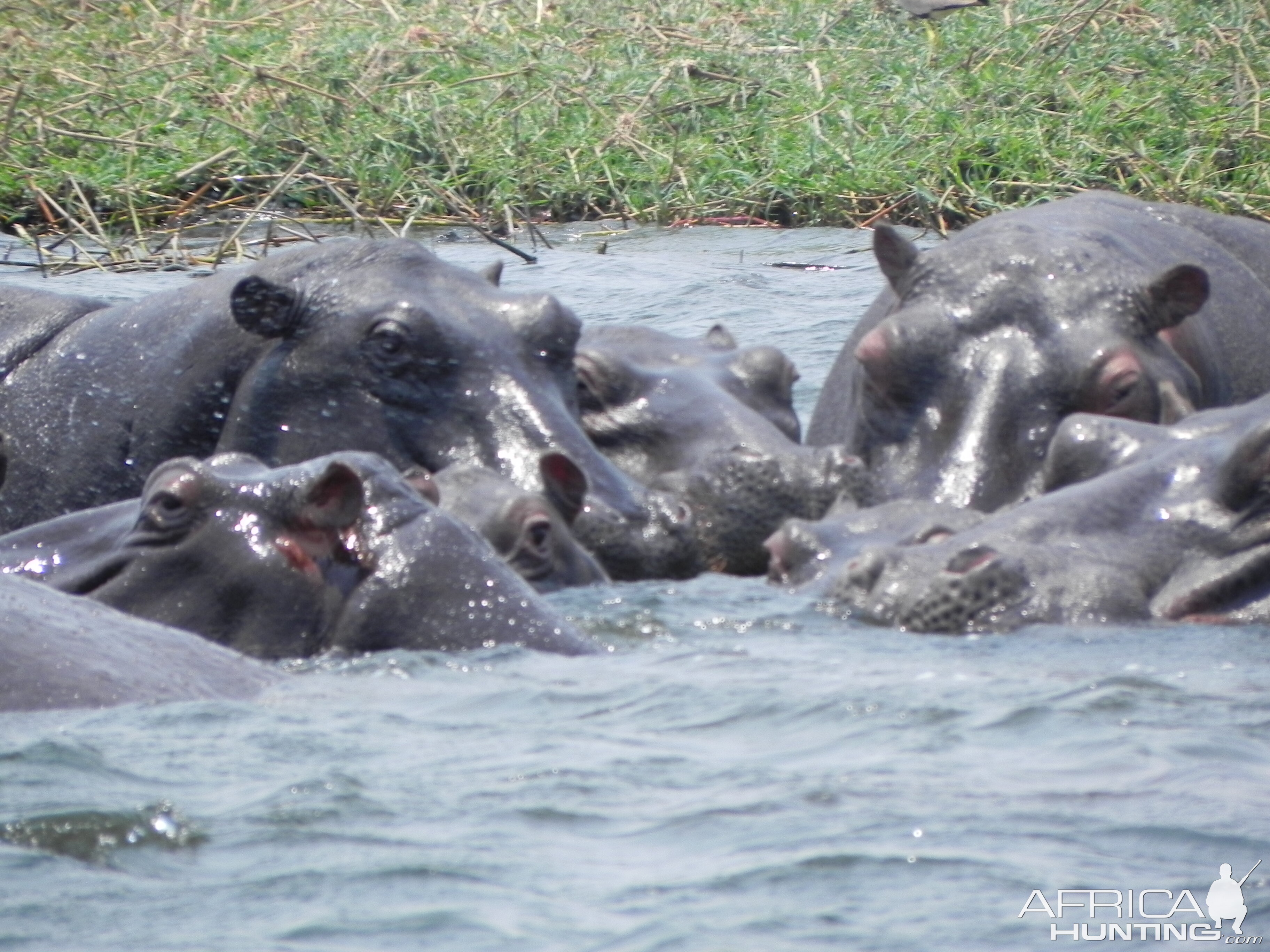 Hippo Caprivi Namibia