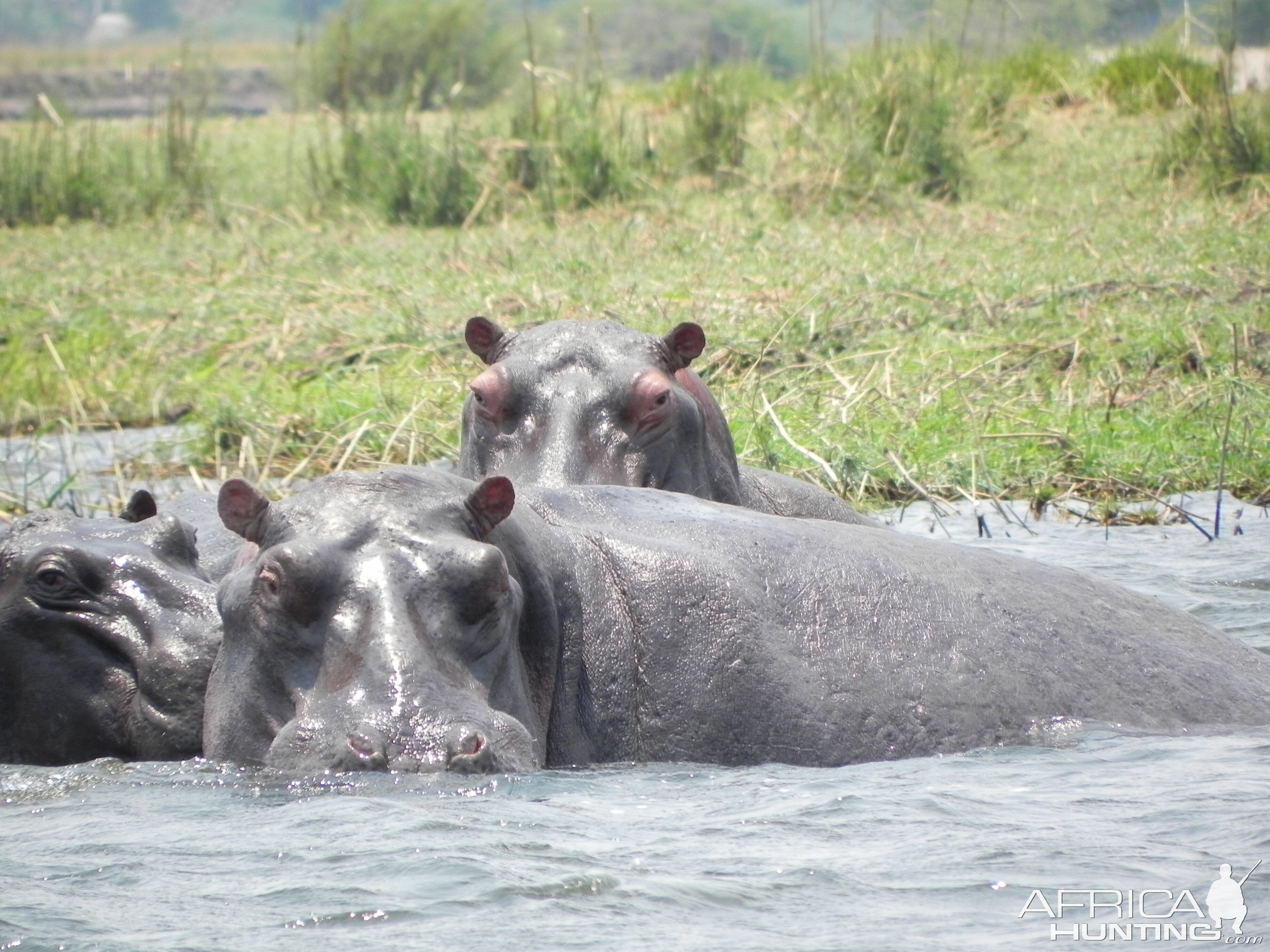 Hippo Caprivi Namibia